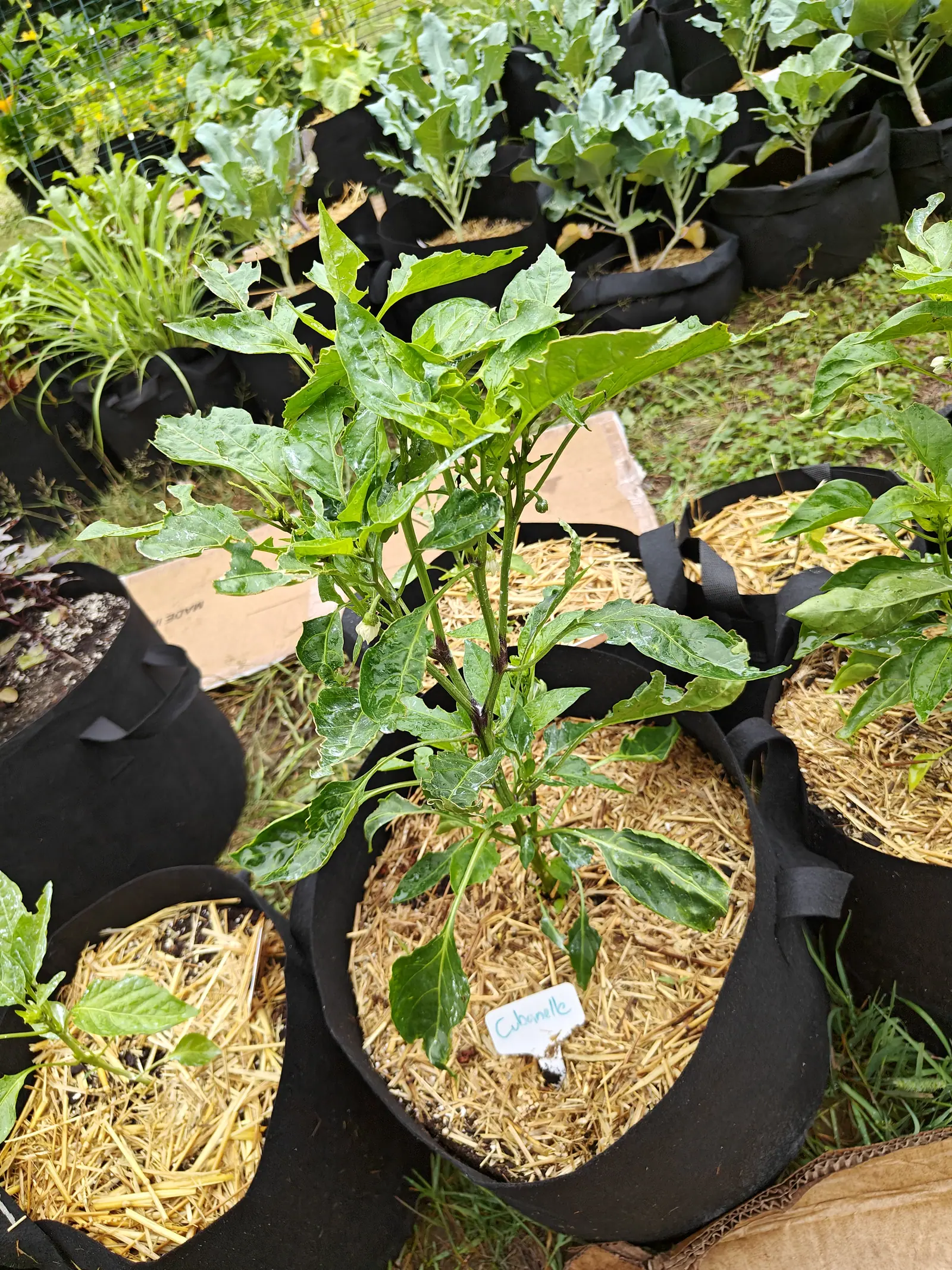 A Cubanelle pepper on 6 July, one bell just parting its five petals face-down on a bent stalk and a second still nodding green with a whitening tip, its own leaves chewed to skeletal fringes and one hanging shredded from the stem.