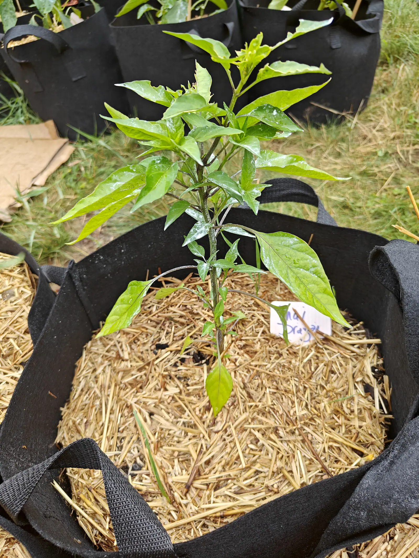 A slender plant on 6 July throwing two long bare side stems out left and right, one of them nearly leafless, its growing tip chewed down to a ragged pale tuft and the leaves below it shot through with small holes, in flat overcast.