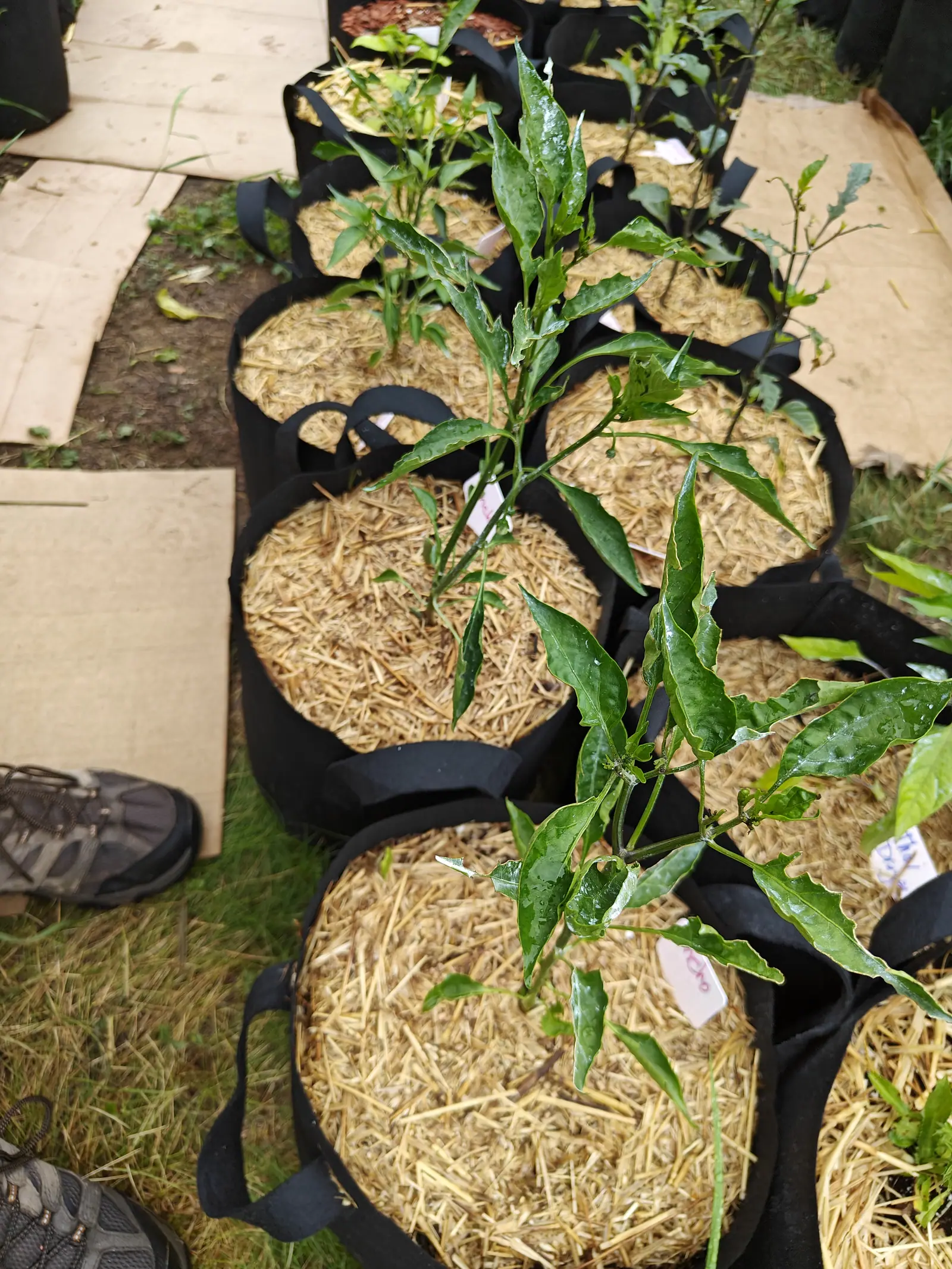 A crowd of young plants on 6 July, nearly every leaf on them notched back to the midrib and some left as rags, one node holding only a broken green stub where a flower stalk went, and the toes of the photographer's shoes at the frame edge.