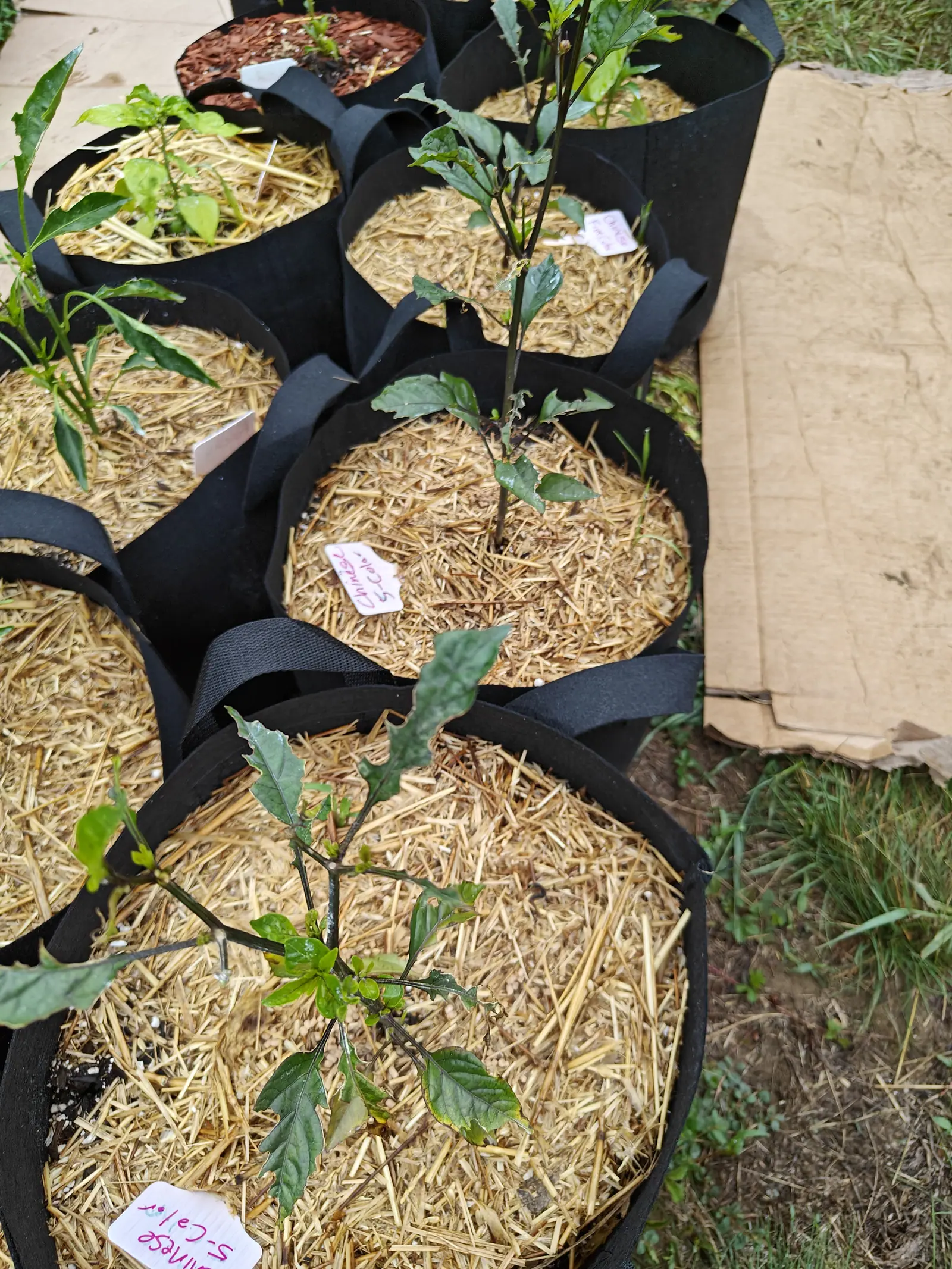 A young plant on 6 July with stems gone almost black, a purple so dark the pale ribs running up them are the only light on it, the same purple laid over the older leaves while the newest shoots come out fresh yellow-green.