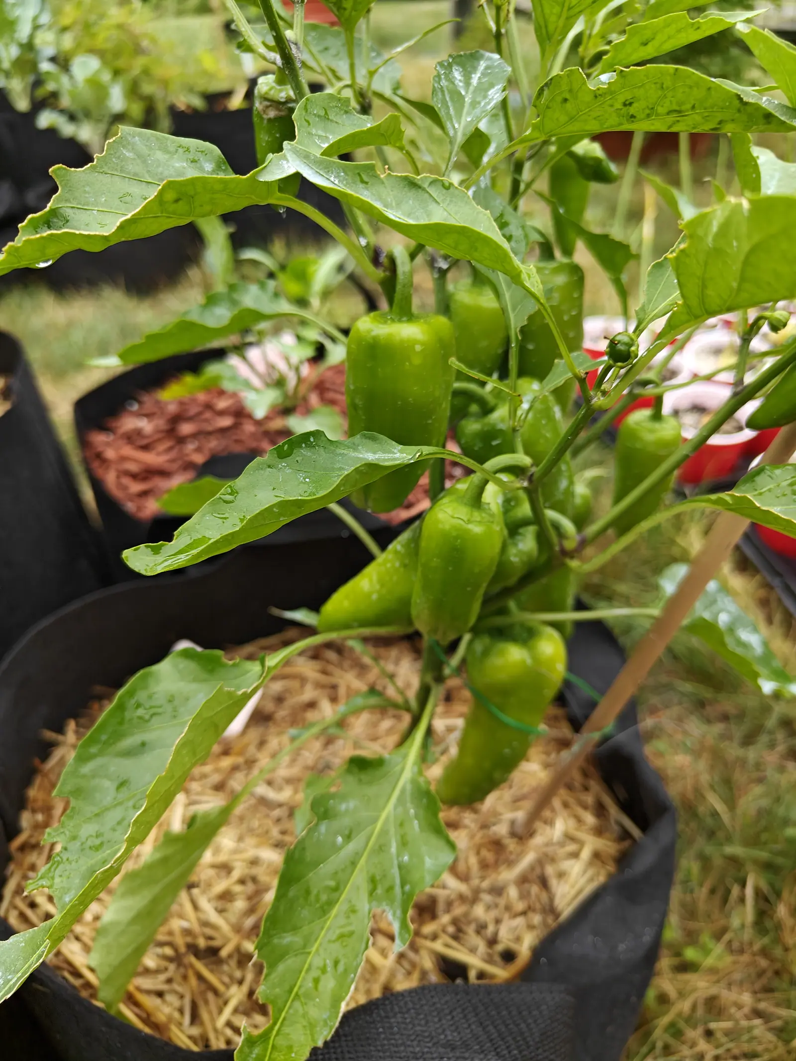 Pick-N-Pop Yellow peppers on 6 July, still uniformly green, hanging blocky and square-shouldered off stalks hooked over at the top with the calyx pressed flat to each shoulder, one newly set fruit beside a purple node, all of it rain-beaded.