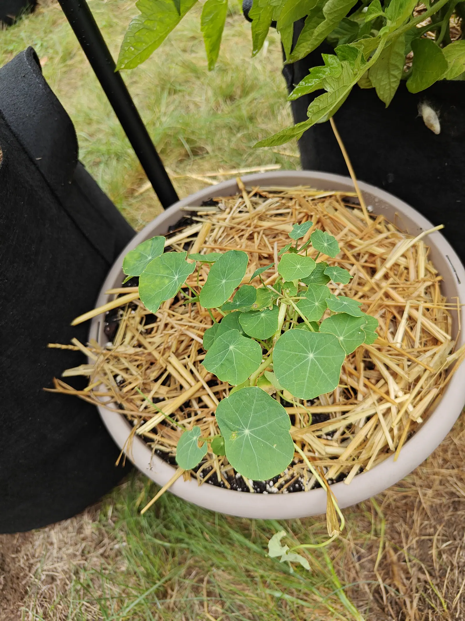 Jewel Mix nasturtiums on 7 July, not a bud on them yet, each round leaf held on a stalk that joins underneath at the middle so nine pale veins run out from that one point like umbrella spokes, one stem already trailing over the rim.