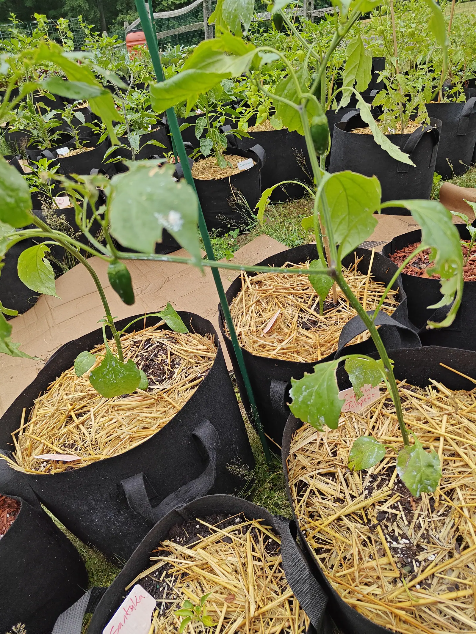 A Jalapeno on 7 July, the first pod of the block hanging blunt-nosed and thick with its calyx clasped over the shoulder, silhouetted clean against the pale ground behind it while everything around it is still thin and chewed.
