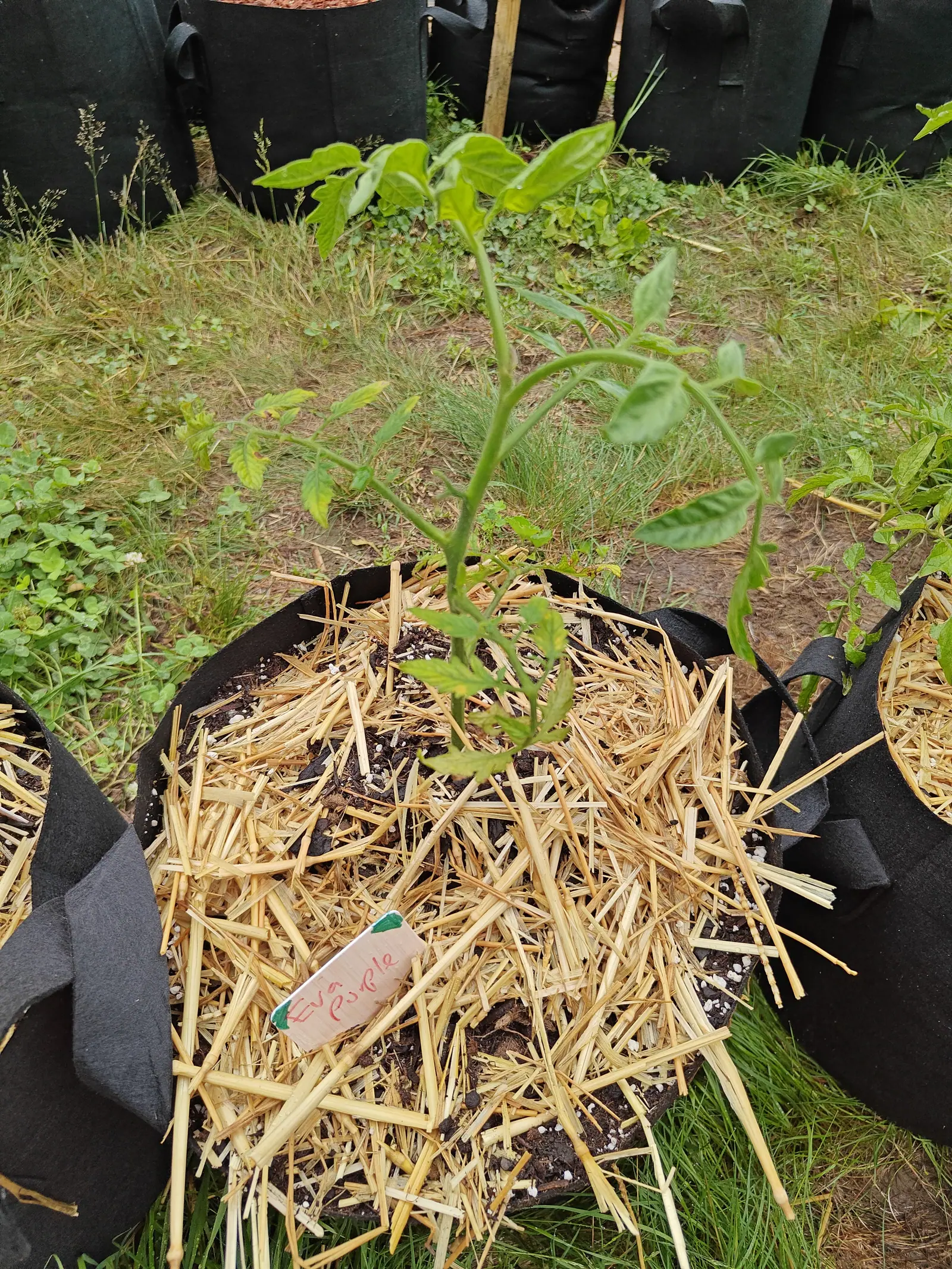 An Eva Purple Ball tomato on 7 July, still only two thin arching stems and a dozen leaves, small extra leaflets tucked in along each rachis and every stalk furred white, with seeding grass and clover banked up behind it in flat light.