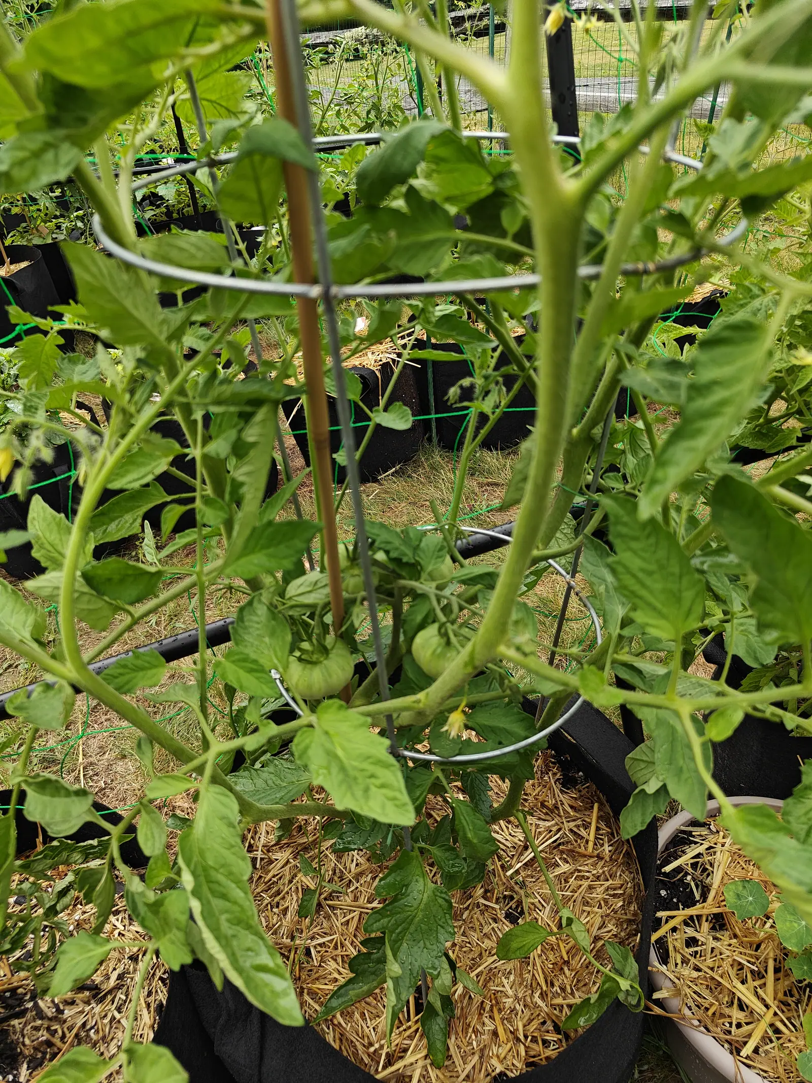 An 1884 tomato on 7 July, the nearer fruit flattened and ribbed right round its shoulder under a star of narrow sepals while the one behind it stays round and smooth, both still wholly green in flat shadowless light.