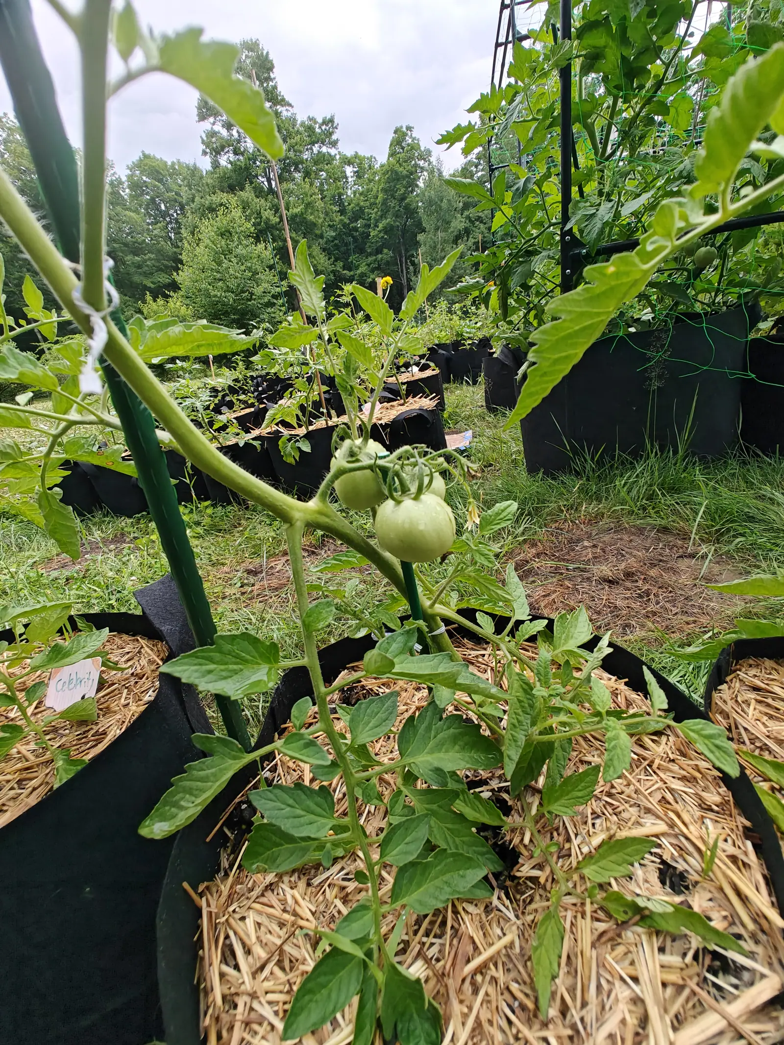 A Celebrity tomato on 7 July shot from underneath, three fruit hanging in one truss still pale green under a faint whitish bloom, sepals curled right back off every shoulder, and a spent flower left hanging beside them against a white sky.