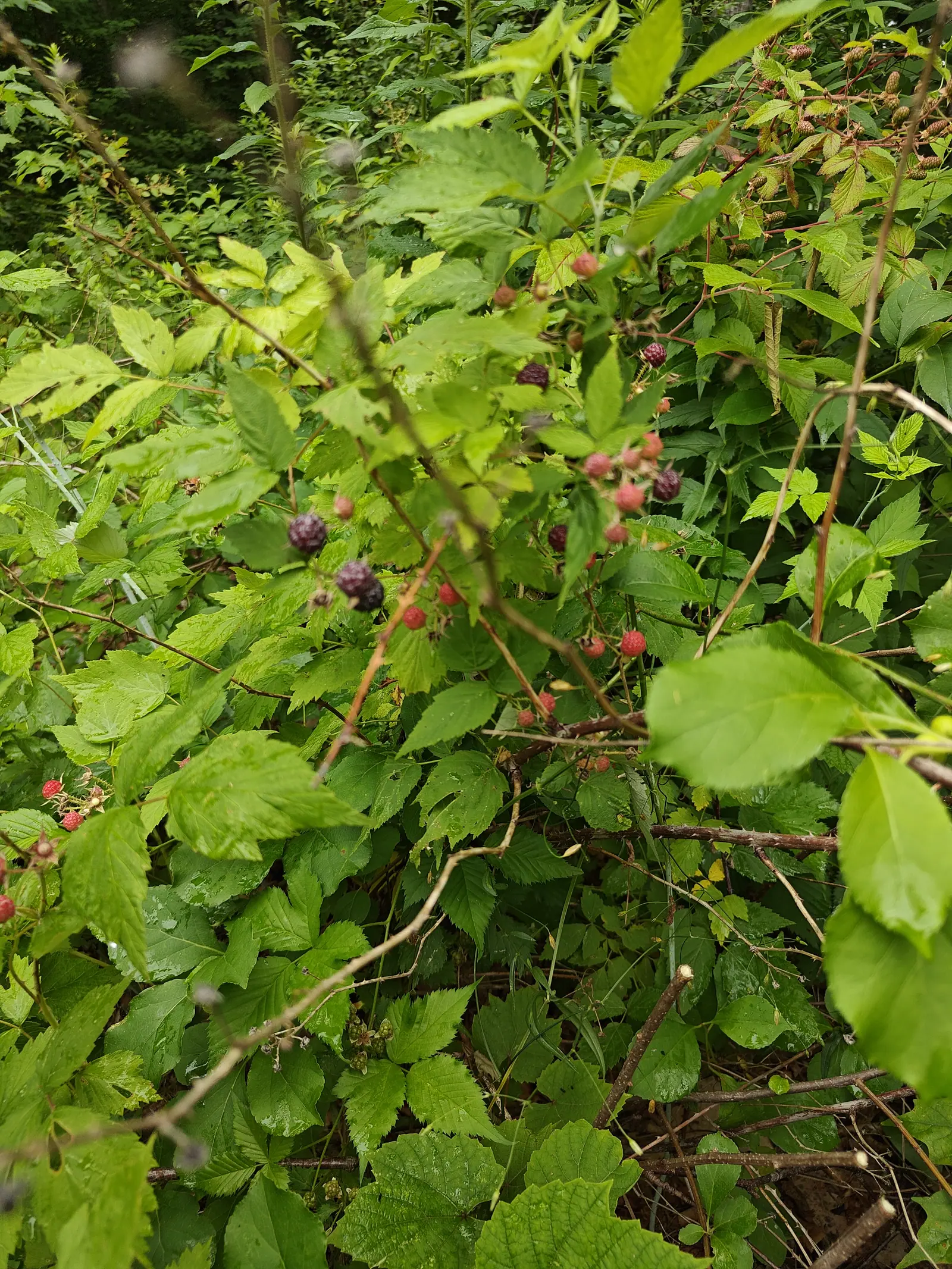 A wild bramble thicket on 7 July with no bed or edge to it, its canes crossing at every angle and the fruit at three stages at once — green-bronze held upright, pink-red, and a few gone purple-black under a whitish bloom, beaded with water.