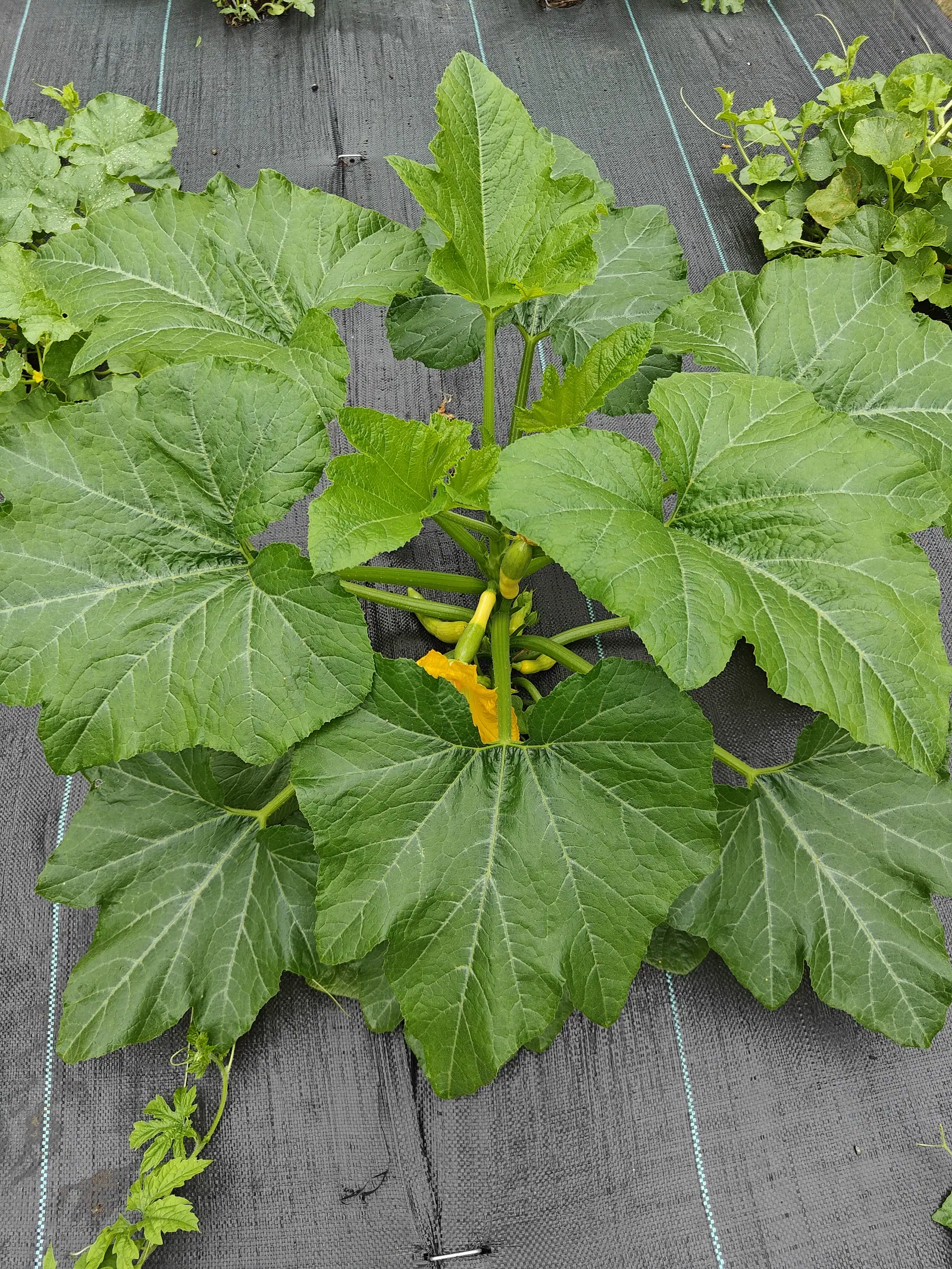 Zephyr squash on 7 July, four or five short fruit crowded at the crown, each buttery yellow at the stem end and breaking abruptly to green at the nose, one still wearing its shriveled flower and a spent bloom collapsed just below them.
