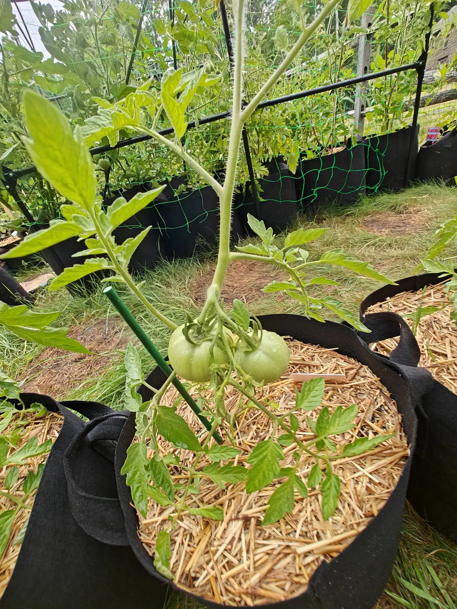 A Celebrity tomato on 7 July still on a single downy stem, carrying its whole crop low — two green fruit on one truss, the broader of them ribbed at the shoulder and marked with a small corky scar at the stem end, both beaded with water.
