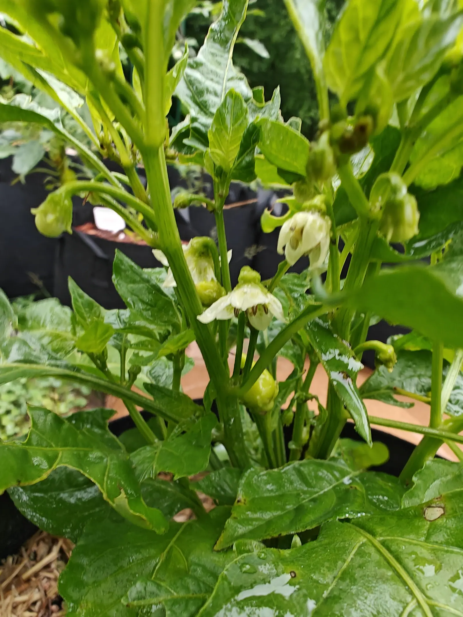 Sugar Rush Peach peppers on 7 July, a dozen cream bells hanging face-down along the forks with a yellow-green blotch inside every lobe and the ring of anthers gone brown in the throat, the whole plant running with rain.