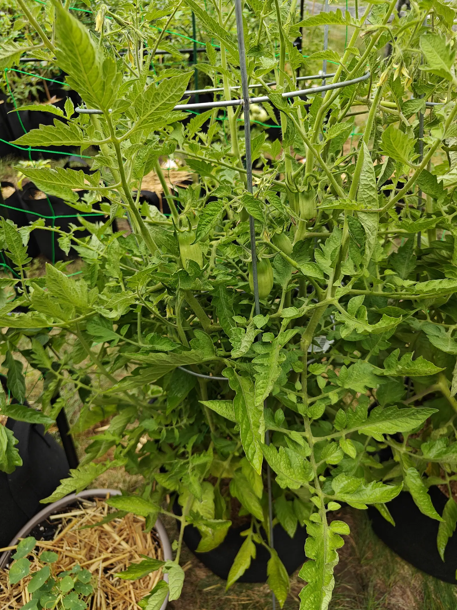 San Marzano Roma tomatoes on 7 July, half a dozen blocky-oval fruit hanging green with a faint darker stripe running down the length of each, one still holding its shriveled flower, on bristly stalks under sepals curled hard back.