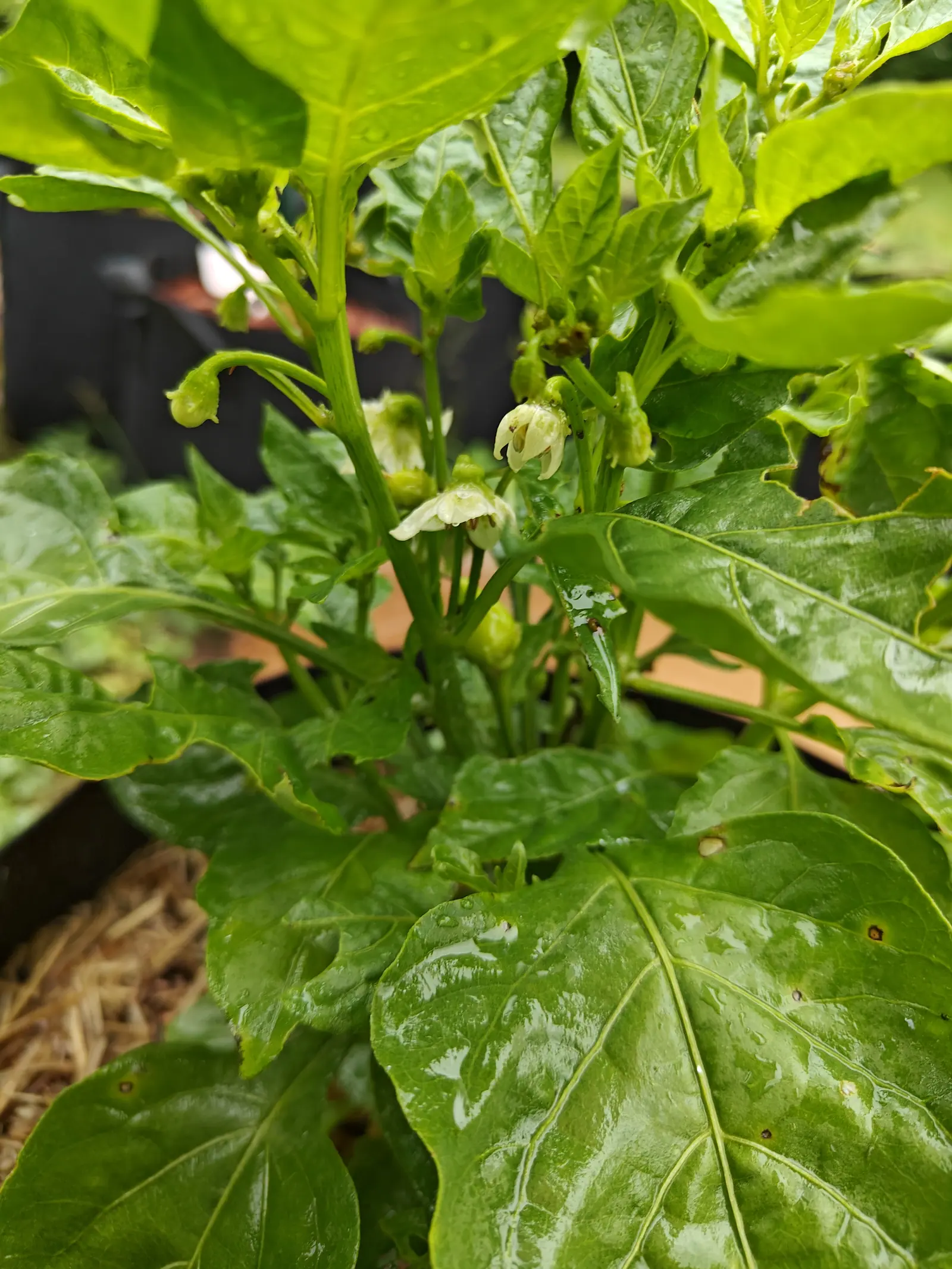 Sugar Rush Peach peppers on 7 July shot down into the crown, every early stage between the flowers at once — a fat green button, then short blunt pods with the dried bloom still stuck on the end — the broad leaves below rain-soaked and shining.