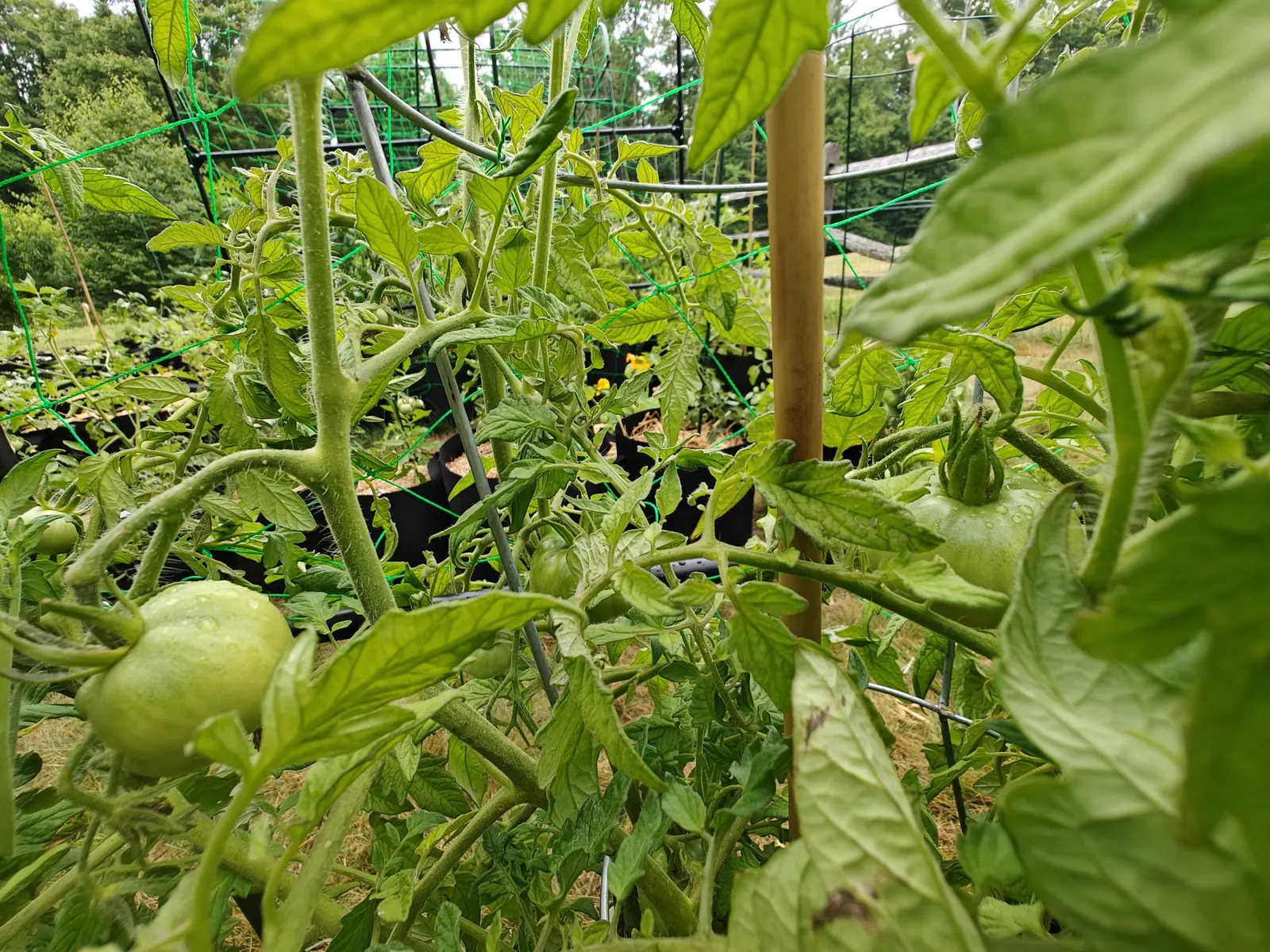 A Moskvich Heirloom tomato on 7 July shot from inside the plant looking out, its stems crossing the frame in every direction and the fruit in the corner wearing its sepals upright as a crown rather than swept back, water beaded on the skin.