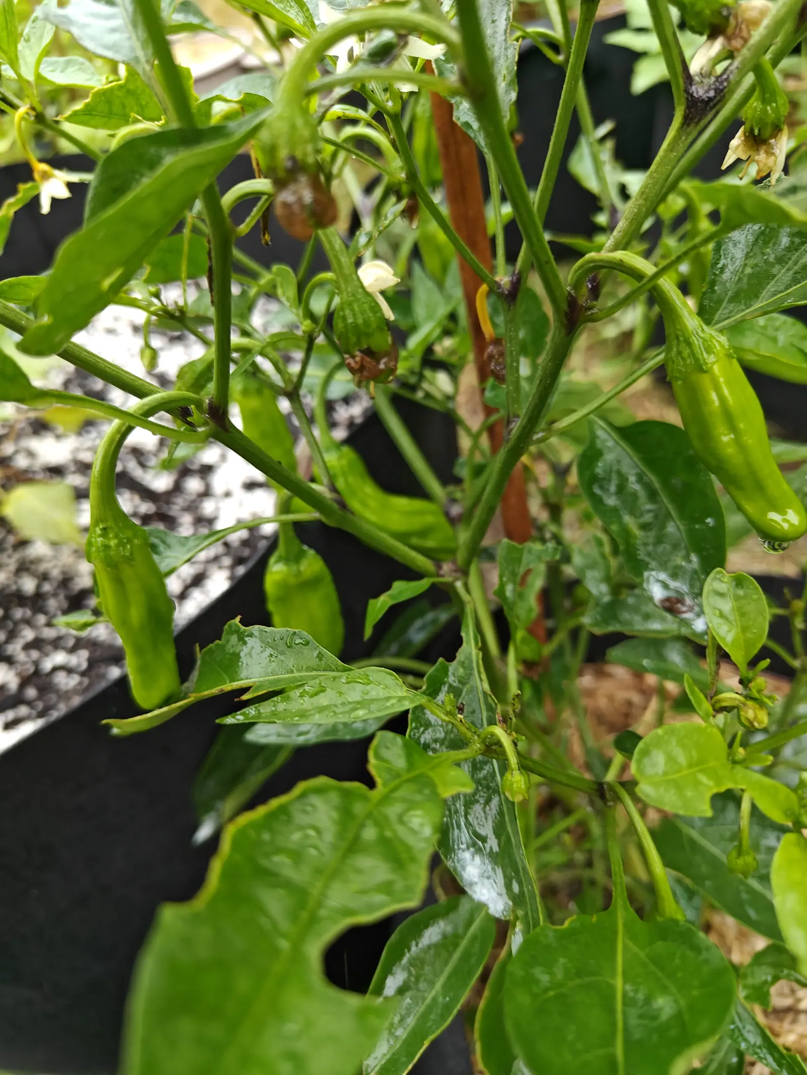 Dragon Roll peppers on 7 July hanging slim and dimpled from every fork, one with a drip still gathered at its tip, and each fork above them banded dark purple-black and dotted white with fine hairs, the whole plant running with water.