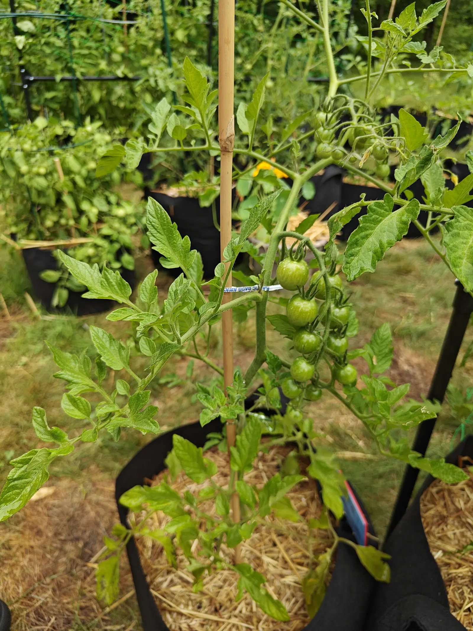 Super Sweet 100 tomatoes on 7 July, more than a dozen on one branched truss graded straight down its length from the biggest at the shoulder to pea-sized at the tip, every one still green and beaded with water in flat light.