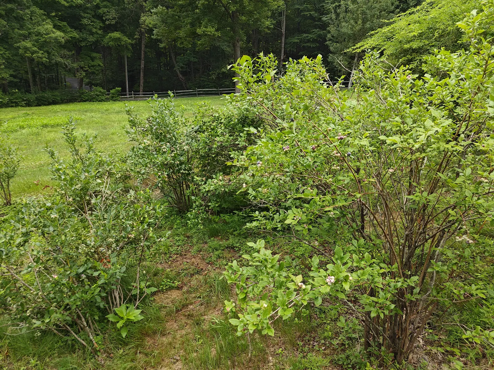 High Bush blueberries on 7 July seen down the whole row, the fruit clustered at every branch tip at three stages at once, and behind the field a lane curving off into hardwood that stands in deep shade under a flat overcast.