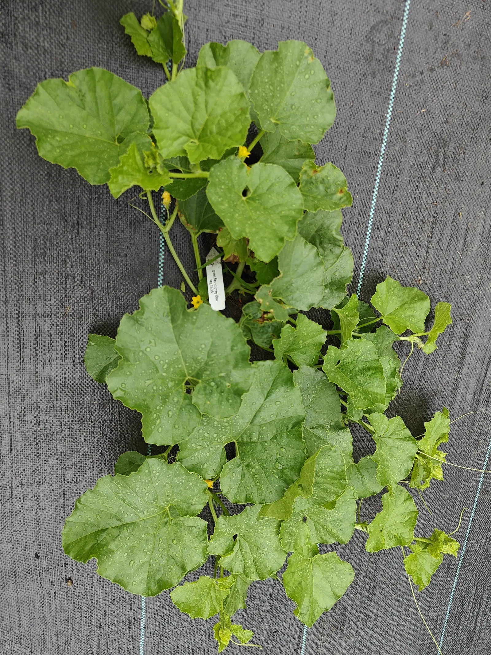 A melon vine on 7 July, no fruit set on it anywhere, its broad kidney-shaped leaves only shallowly scalloped and beaded all over with rain, one small yellow flower just opening on a green center while another beside it has already collapsed.