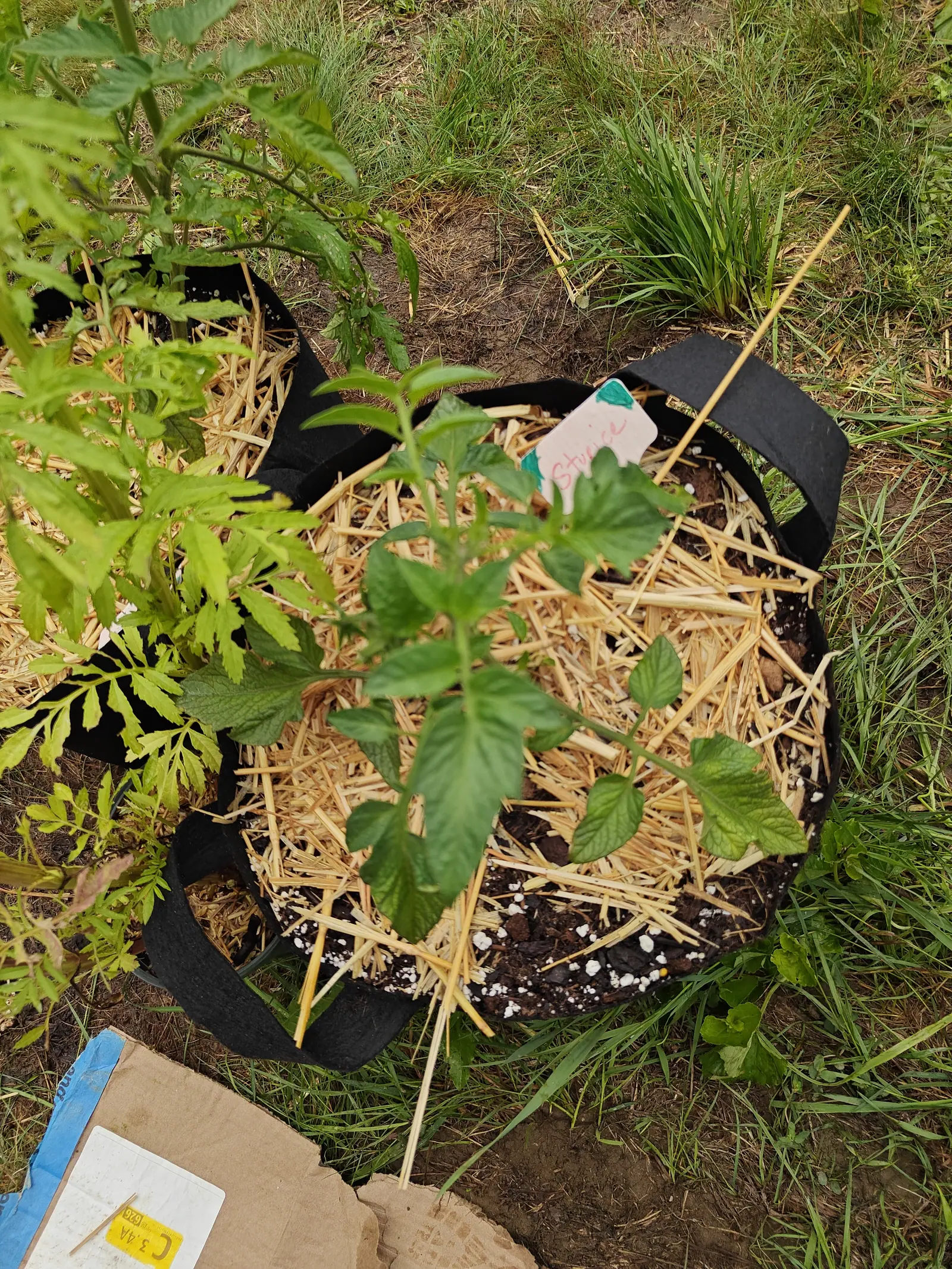 A newly set transplant on 7 July whose leaflets come out broad and oval with shallow rounded teeth, nothing like the deeply cut sawtooth foliage on the taller plant behind it, standing on scuffed bare earth under a flat overcast.