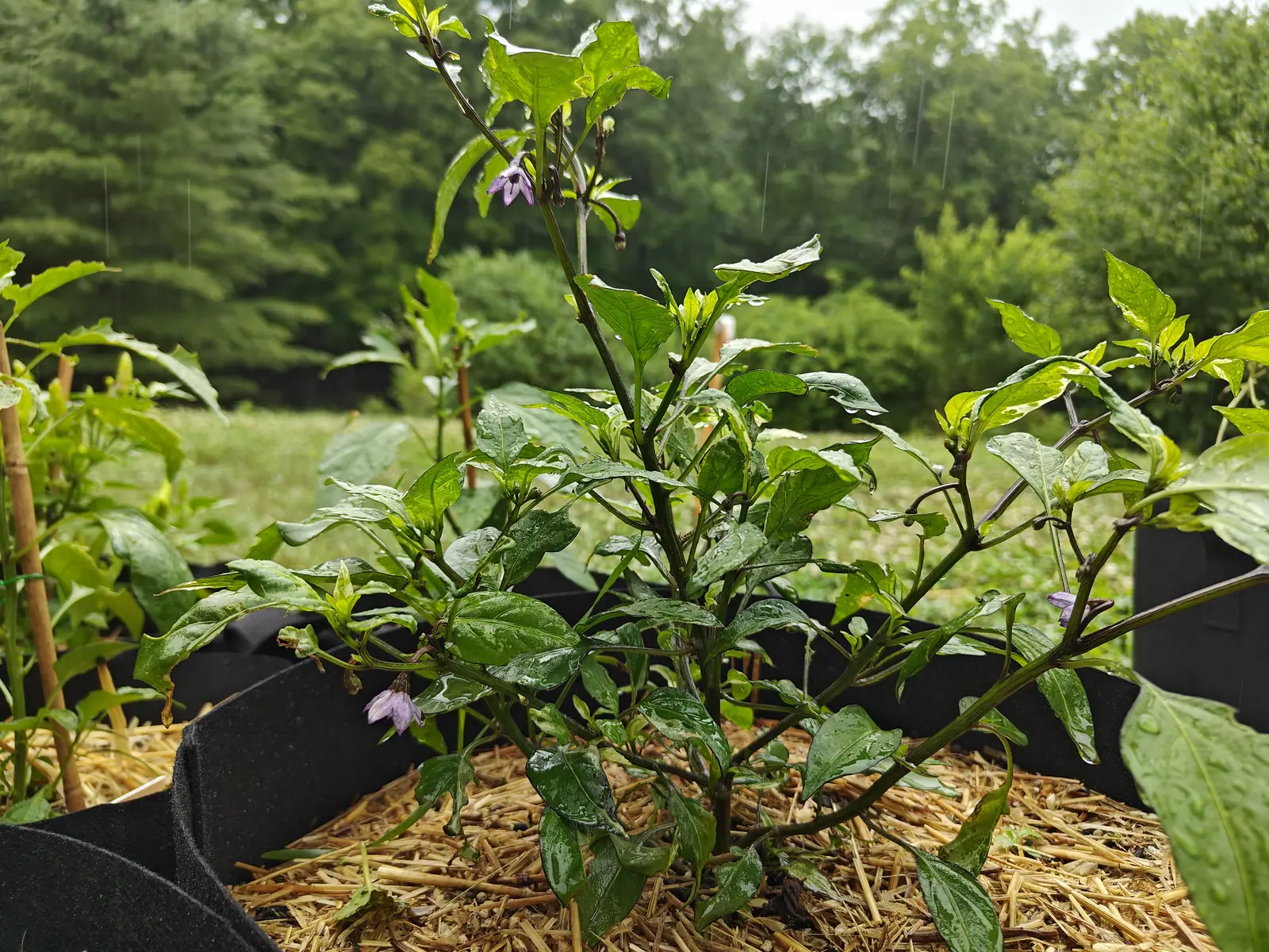 A Purple Tiger pepper on 7 July with its flowers hanging face-down as lilac stars veined deeper purple, the leaves above them blotched cream over dark green, and the rain itself showing in streaks against the treeline behind.