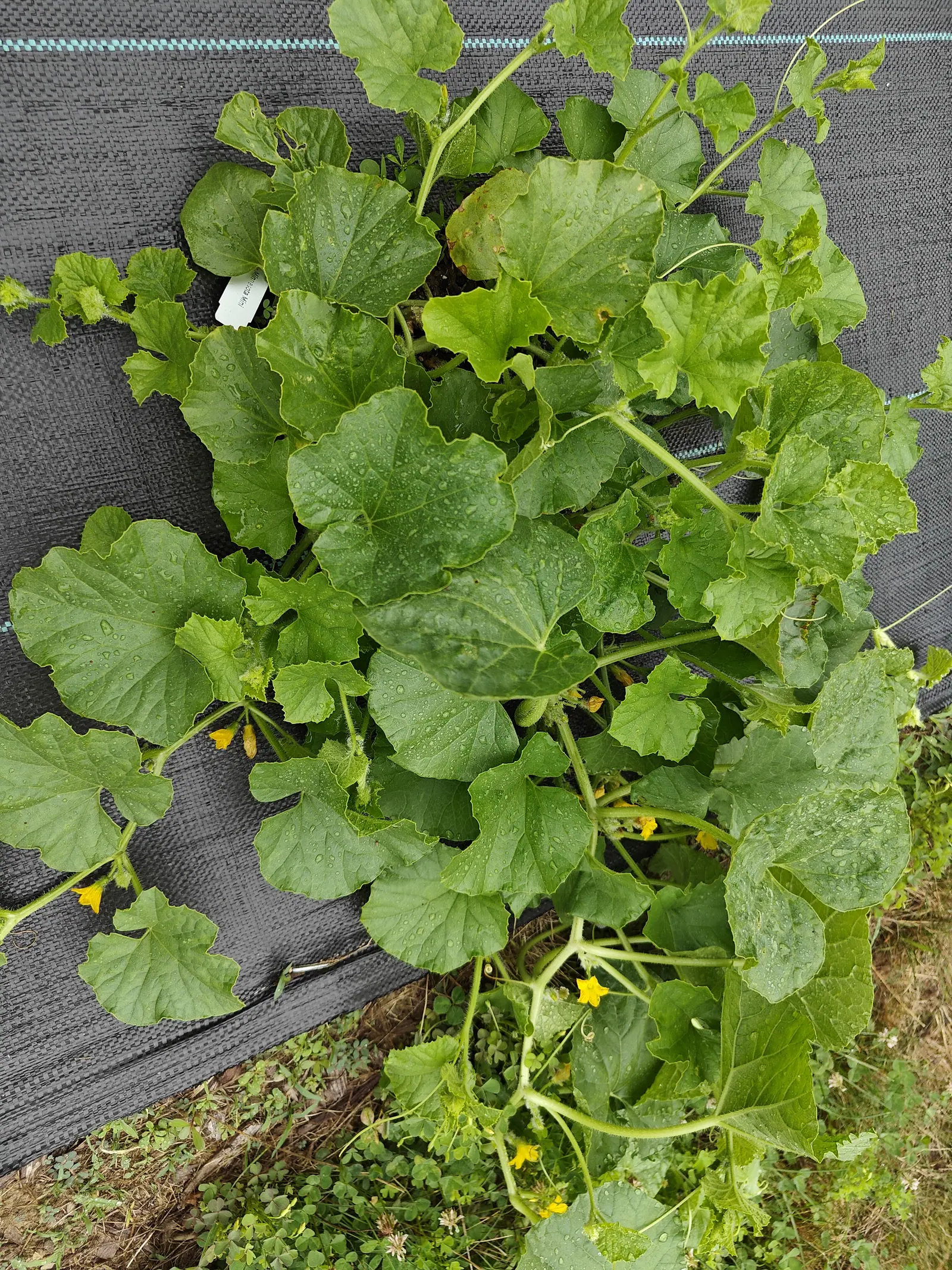 A melon vine on 7 July with two fruit already down under one leaf, both oval and pale and bristling all over with fine hair, nothing on them yet to show a rind pattern, and half a dozen yellow flowers open low in the foliage.