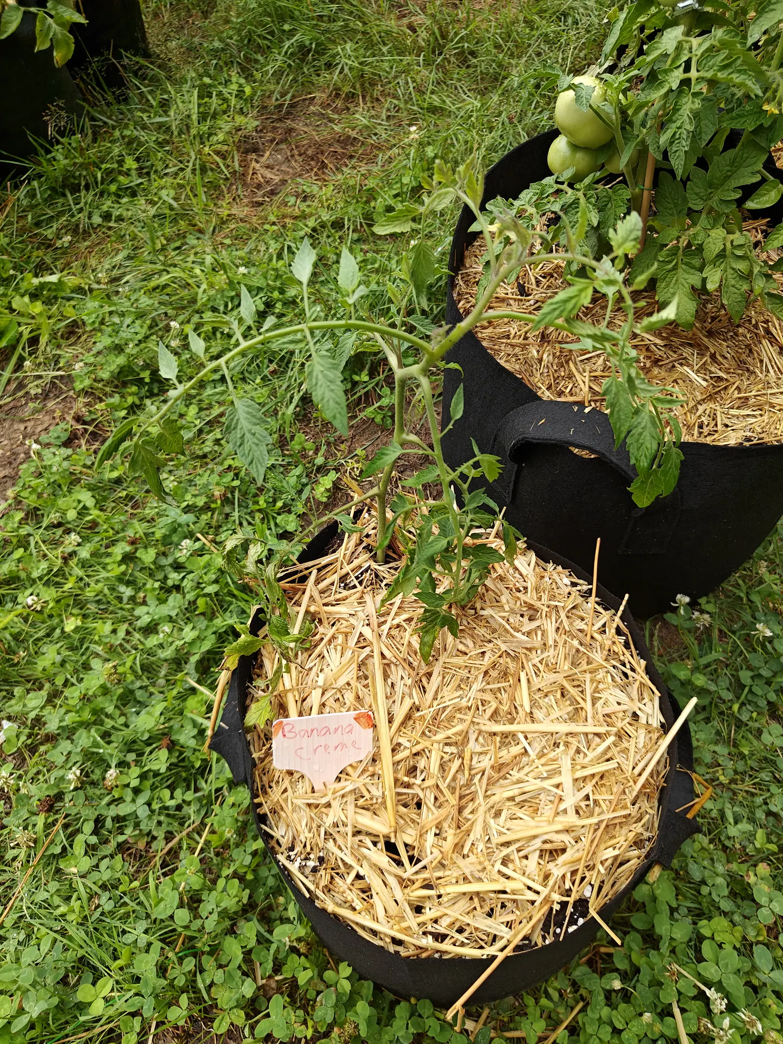 A Banana Creme tomato on 7 July that has thrown one long pale stem clean out sideways and away across the grass, still without a flower on it, while the older plant behind it carries three round green fruit in a single cluster.