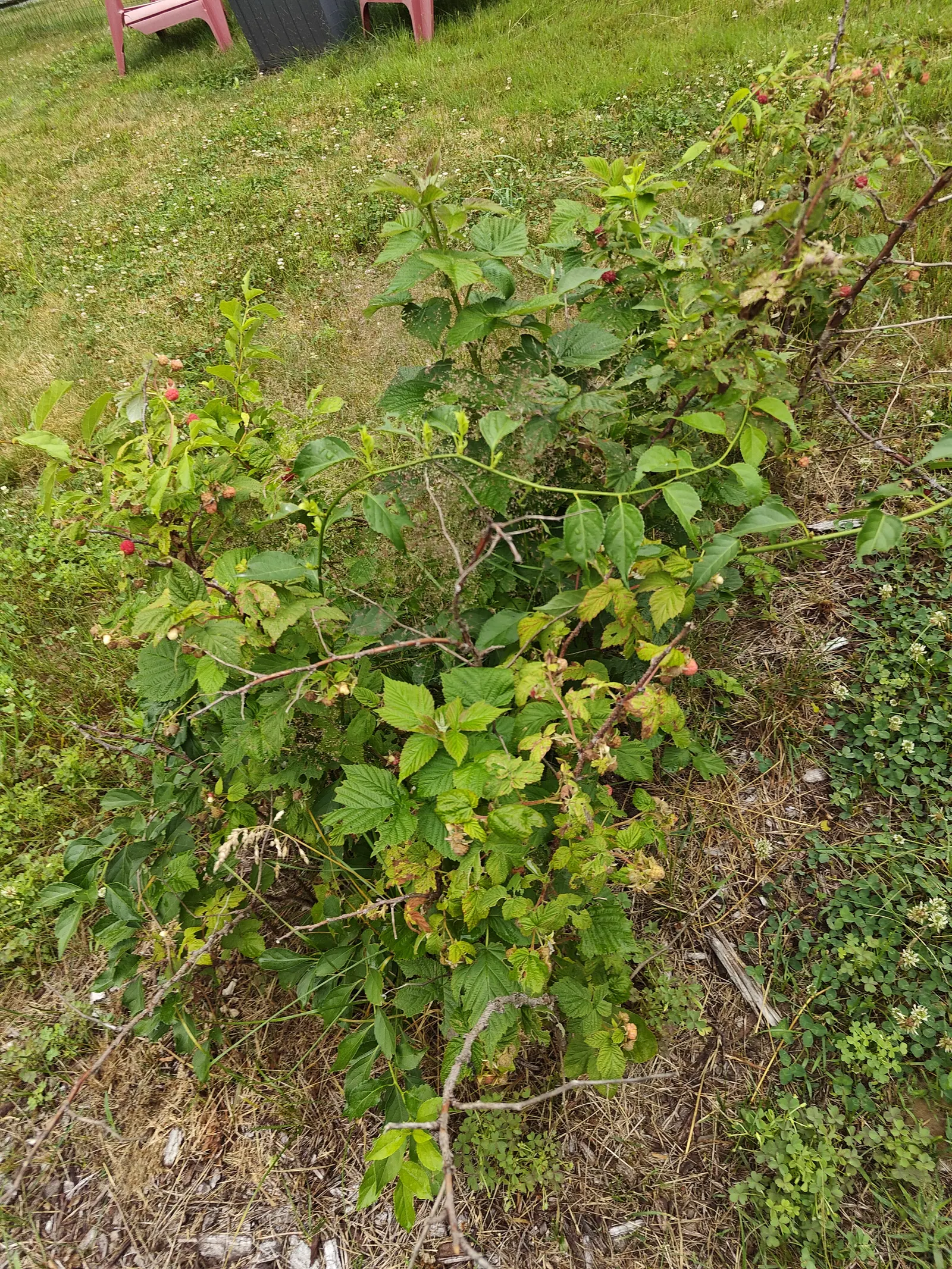 Red raspberries on 7 July, a clump arching straight out of mown grass with no edge to it, the fruit thin on the cane and at two stages — hard cream ones and bright pink-red thimbles, a few already fading tan and drying where they hang.