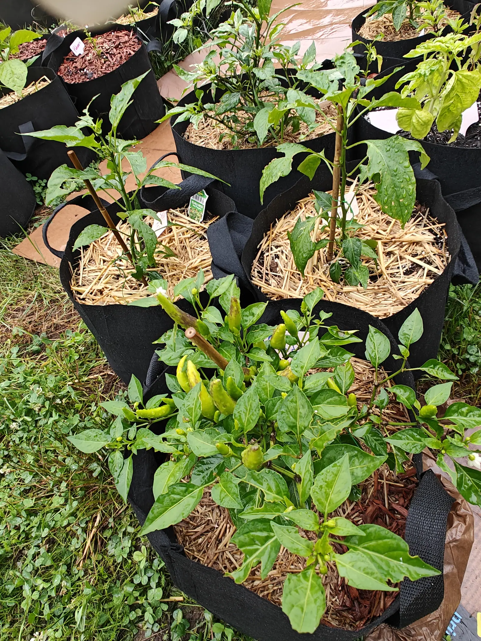 Chili Red peppers on 7 July carrying their pods in upright bunches at the stem tips, three clusters of them running pale yellow-green to full green with a few already browning at the point, one white flower opening in among them.
