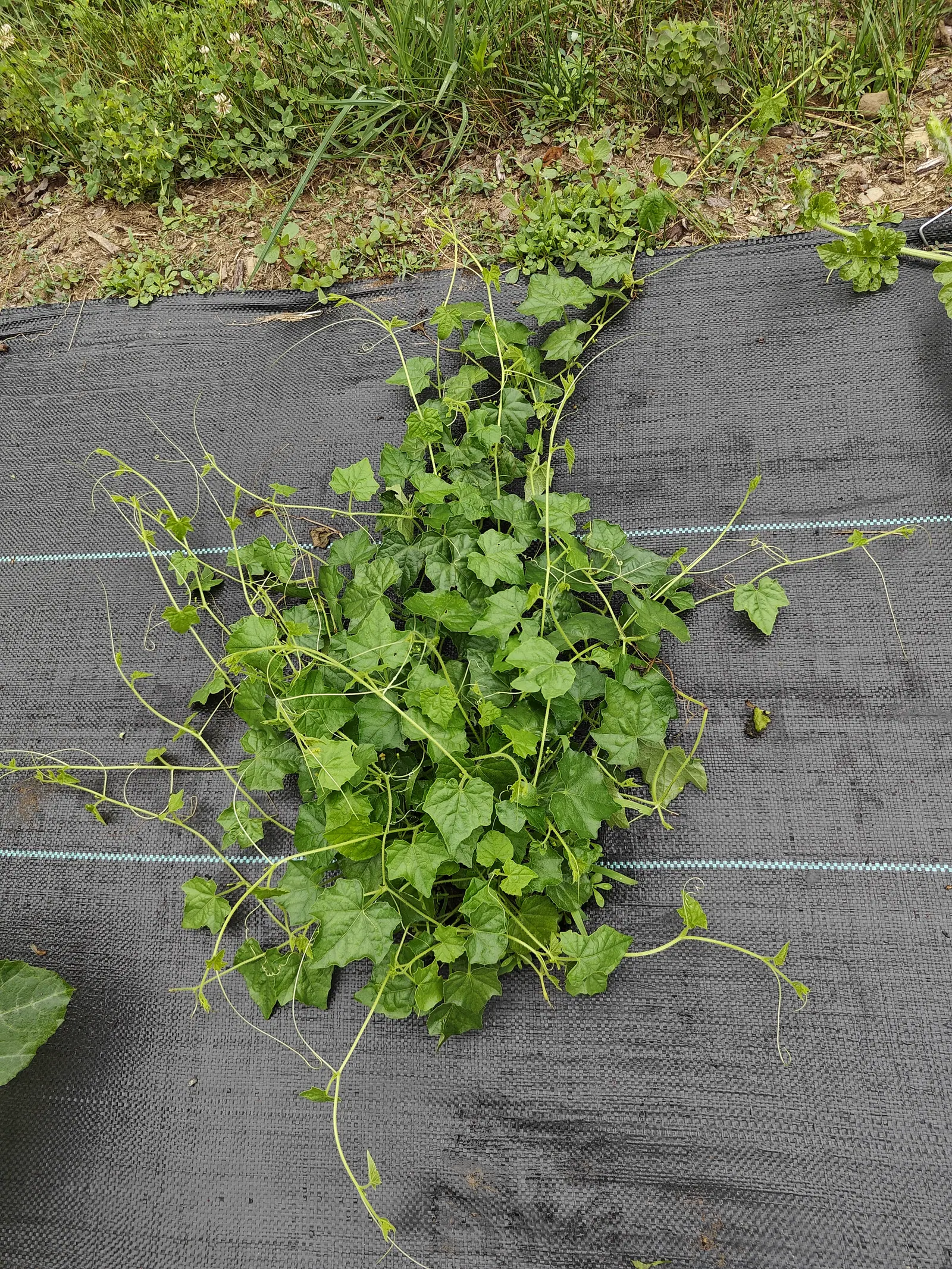 A vine on 7 July throwing a dozen slender runners out from one crown to every edge of the frame, its leaves cut thin and membranous into five to seven narrow-waisted lobes, thread-fine tendrils spiraling off the stems, dry under overcast.
