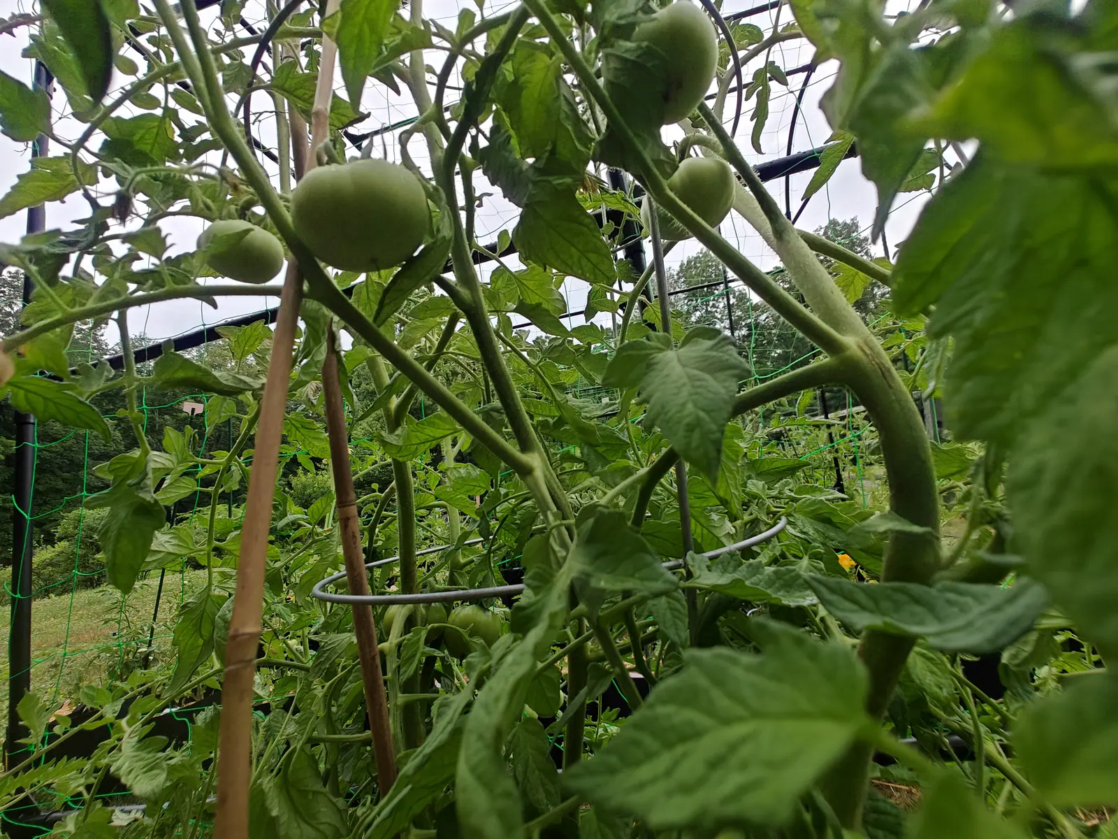 A Moskvich Heirloom tomato on 7 July shot up into a flat white sky, four or five hard green fruit hanging matte under a faint bloom with a spreading star of sepals over each, the ribbed stems below them furred short and white.