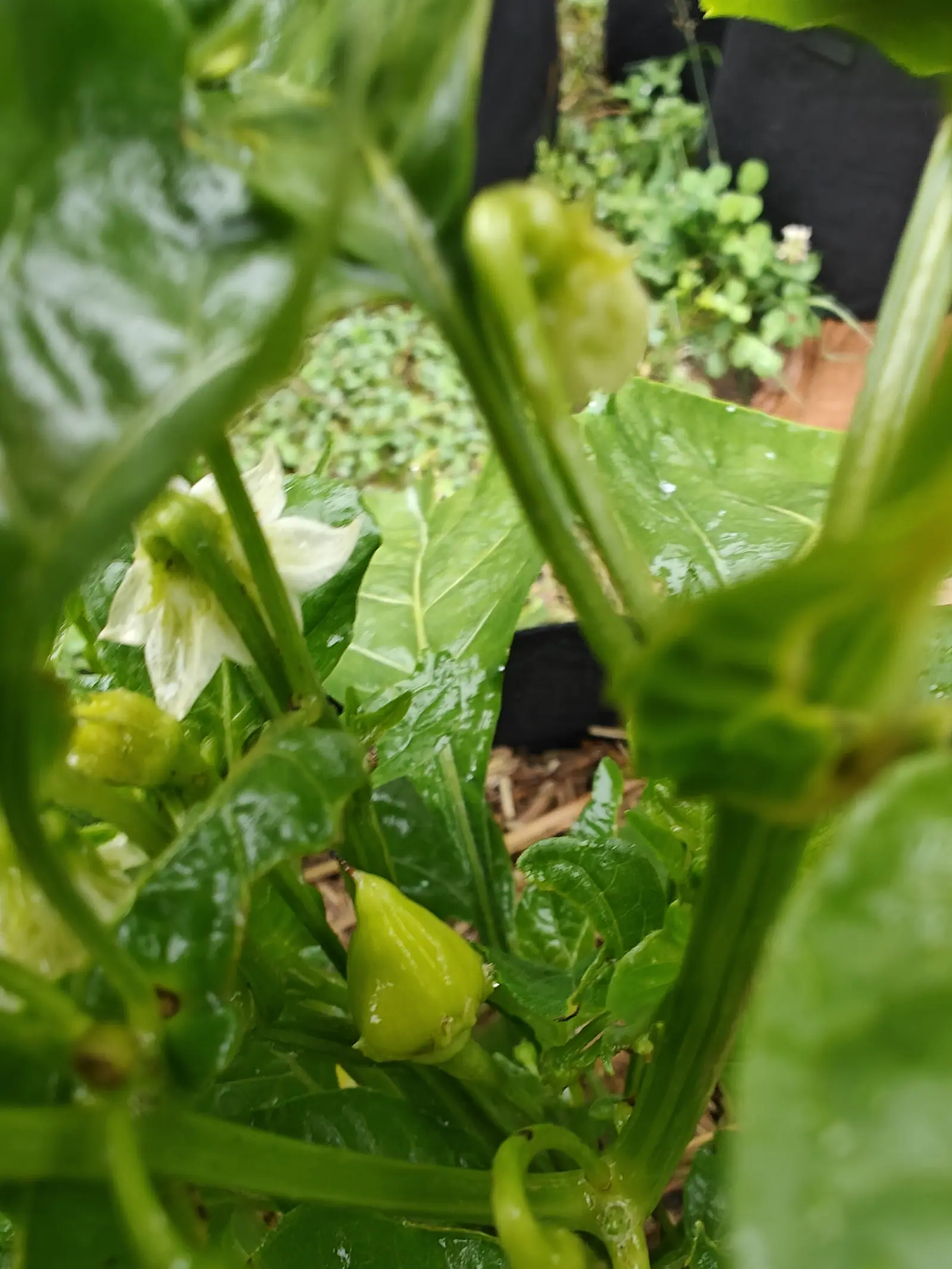Sugar Rush Peach peppers on 7 July, one young fruit a blunt pale teardrop finely ridged down its length with a shallow crease across one shoulder, another above it creased and puckered, everything shining wet in the minutes after rain.