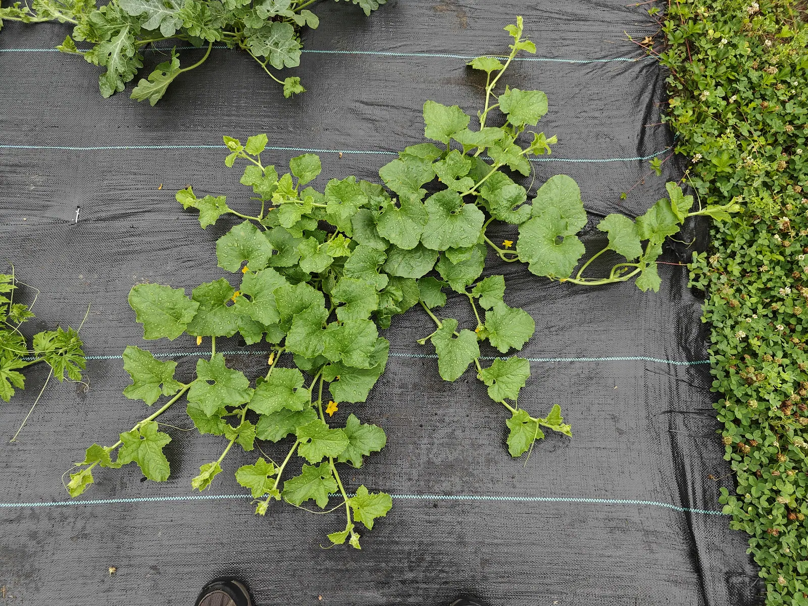 A melon vine on 7 July with hundreds of round droplets standing on every upper leaf surface after fresh rain, small yellow flowers at the nodes and a green ovary already swelling behind several of them, clover in flower crowding its right side.
