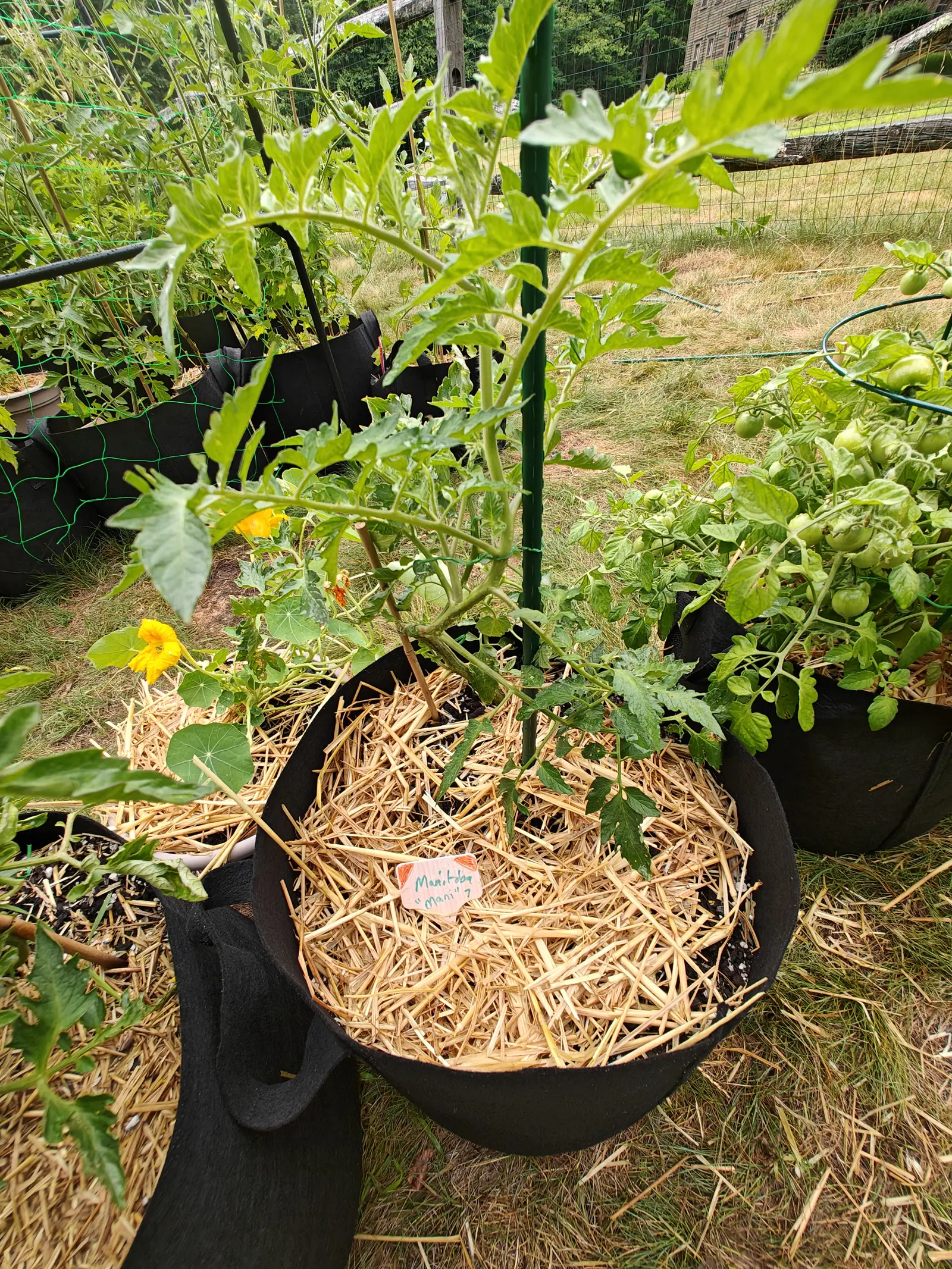 A Manitoba tomato on 7 July, all leaf still but for one hard pale fruit tucked in high behind a leaf, its newest growth coming pale yellow-green over darker lower leaves, with a nasturtium in yellow and orange flower at its foot in hazy sun.
