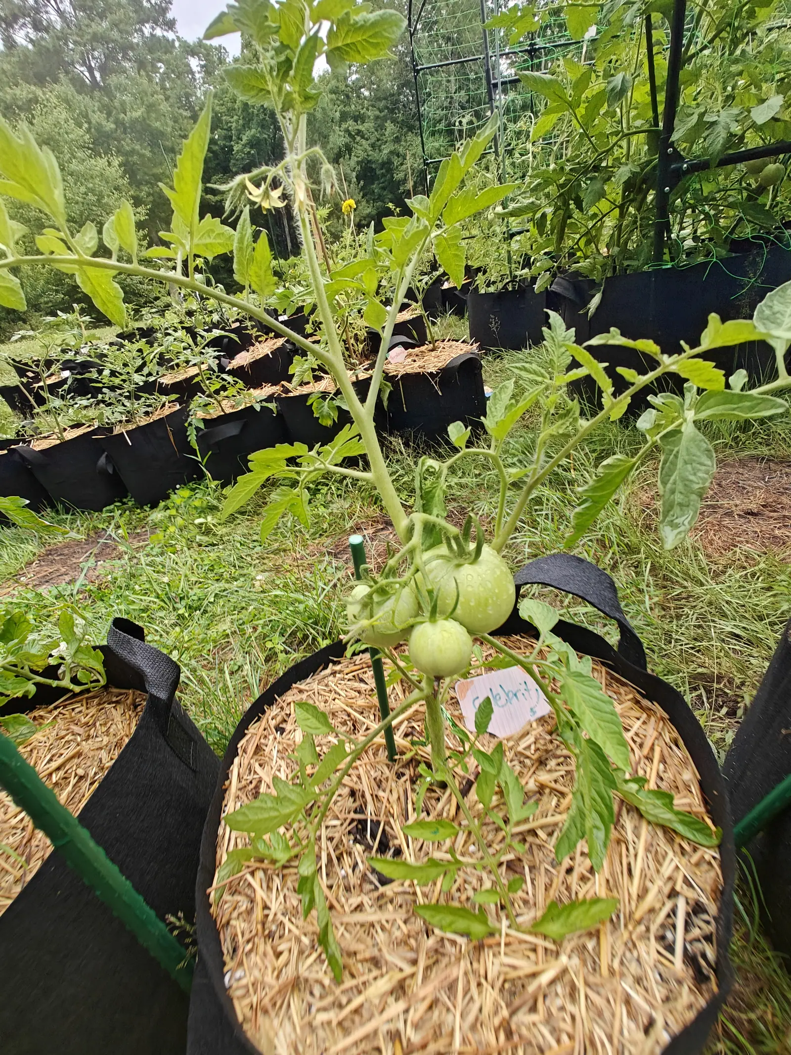 A Celebrity tomato on 7 July working two stages at once — a truss of five hard green fruit shading deeper at the shoulders below, and above them open flowers with their petals swept right back off a blunt projecting anther cone.