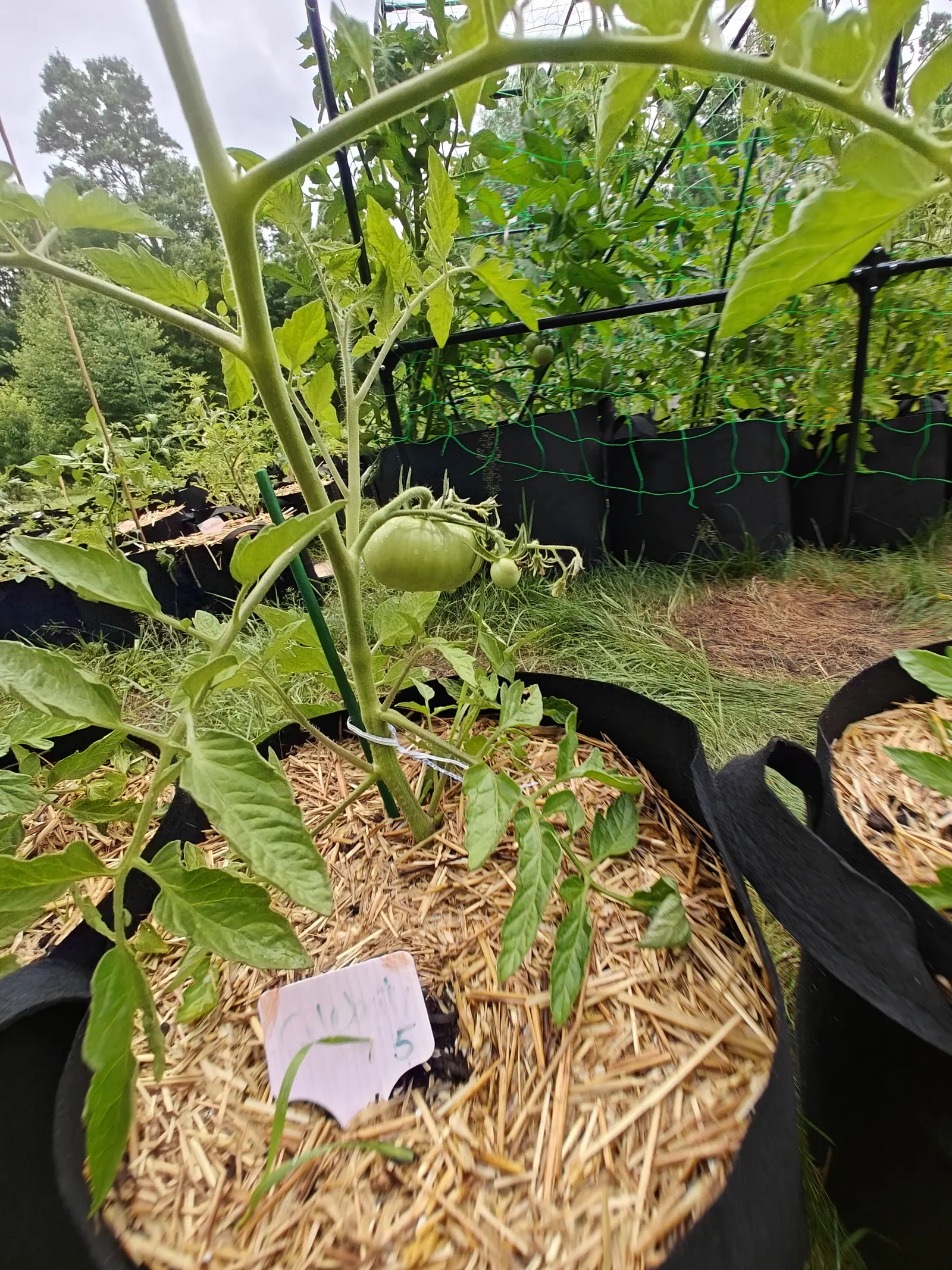 A Celebrity tomato on 7 July, its one big fruit a flattened globe wider than it is tall and ringed darker across the shoulder, with the shriveled brown remains of two or three flowers that never set trailing off the end of the same truss.