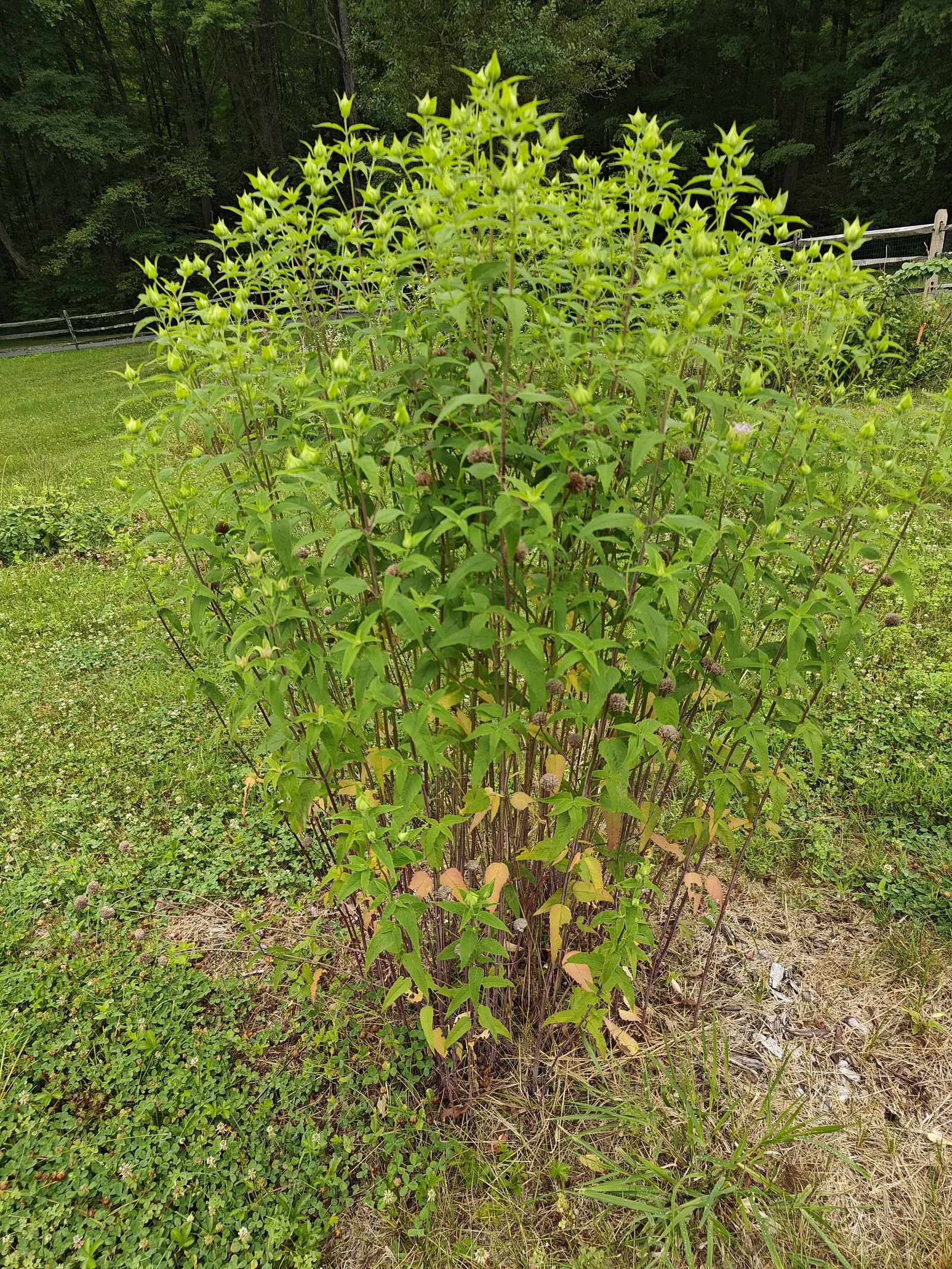 Wild bergamot on 7 July with exactly one head open in the whole clump, a tuft of pale lilac florets pushing up out of a spiky green whorl while every other stem still holds a tight bud, the square stems below them deep maroon.