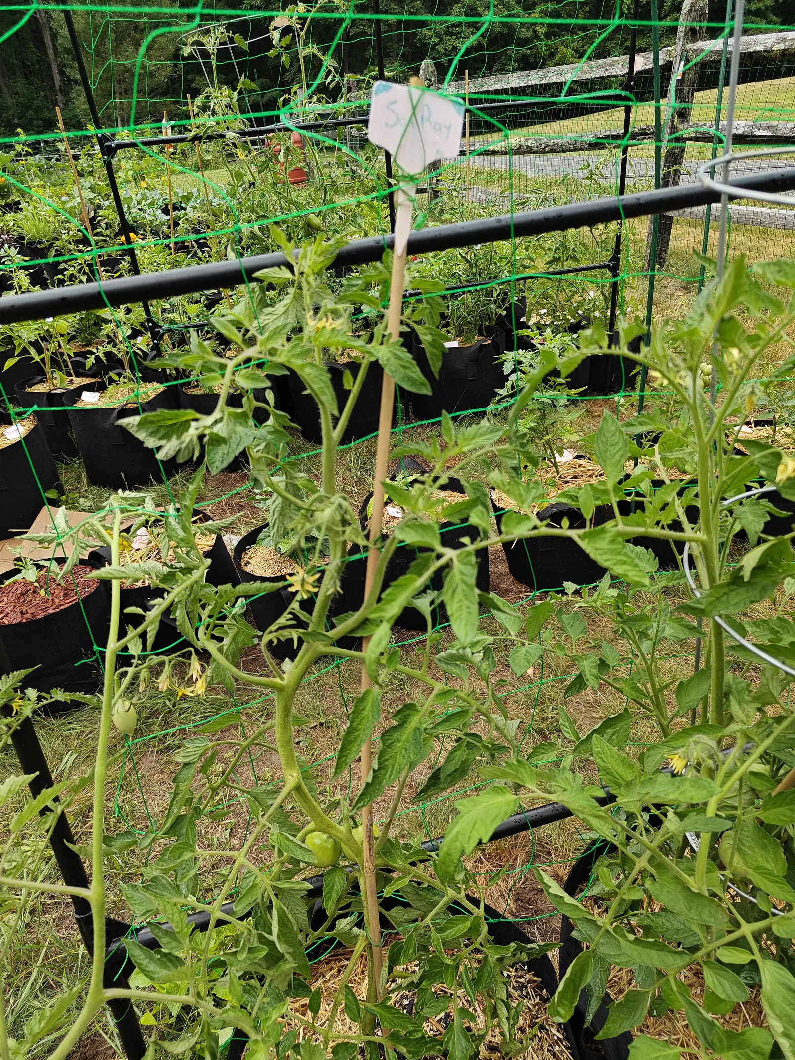 A Sunray tomato on 7 July, leggy and thin-leaved, its three hard fruit still pale green under a faint whitish bloom and loose sprays of yellow flowers hanging with their petals swept right back, in bright hazy light with barely a shadow.