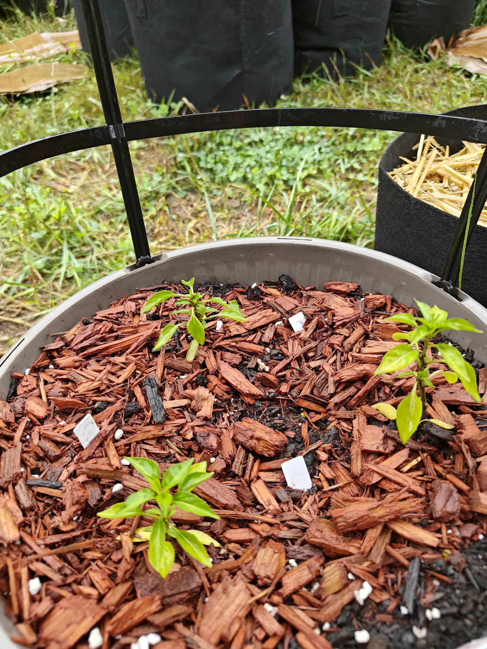 Three seedlings on 7 July spaced evenly round the rim of one tub, each still a low rosette of narrow glossy leaves, the newest growth bright green and the oldest lower leaves yellowed away to pale lime, under a flat damp overcast.