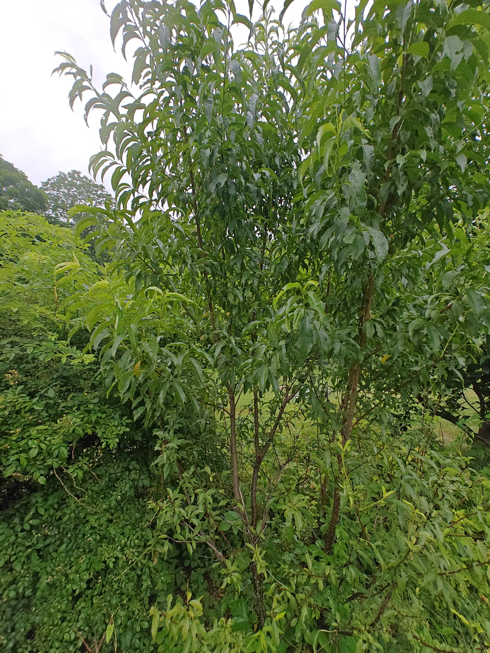A young peach tree on 7 July, its leaves folded upward along a pale midrib so the whole canopy hangs as a mass of narrow drooping blades, and a handful of hard fruitlets sitting close in against the branches, grooved down one side.