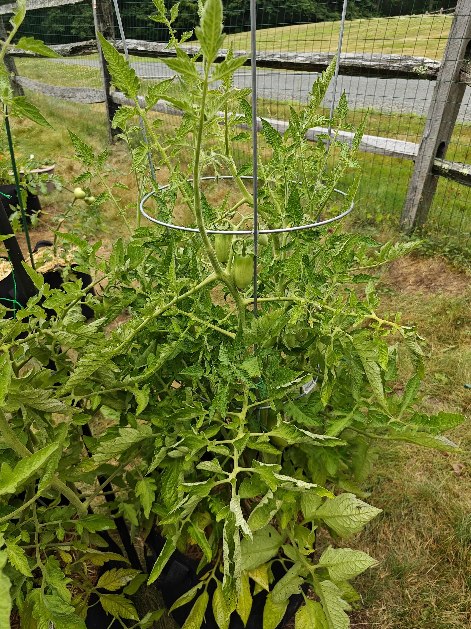 A San Marzano Roma tomato on 7 July, the biggest fruit on it drawn out cylindrical and finished with a small pointed nipple at the blossom end, faint pale striping running its length under sepals curled back over the shoulder.