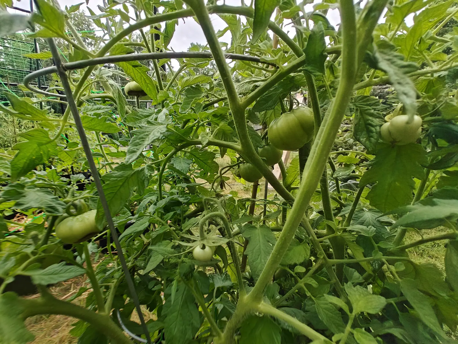 A Moskvich Heirloom tomato on 7 July with eight fruit at every size on it at once, the two largest flattened and creased right across their lobed shoulders, and at the bottom of one truss a fruit so new its sepals are still wrapped round it.