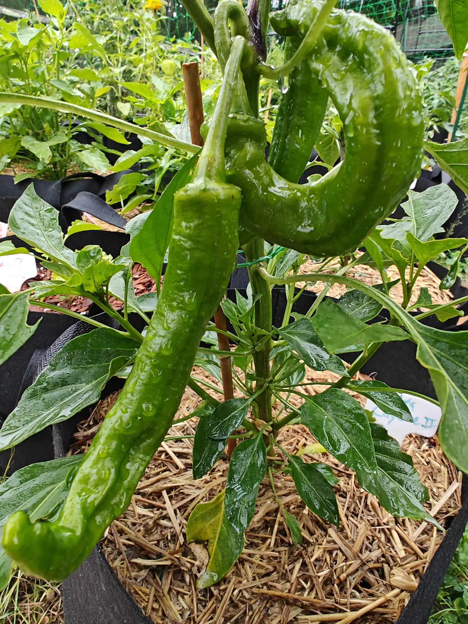 Ristra Cayenne II peppers on 7 July, two long pods hanging straight down off thick pale stalks — one running almost dead straight to a hooked tip, the other curled right round into a closed ring — with rain running down both in streaks.