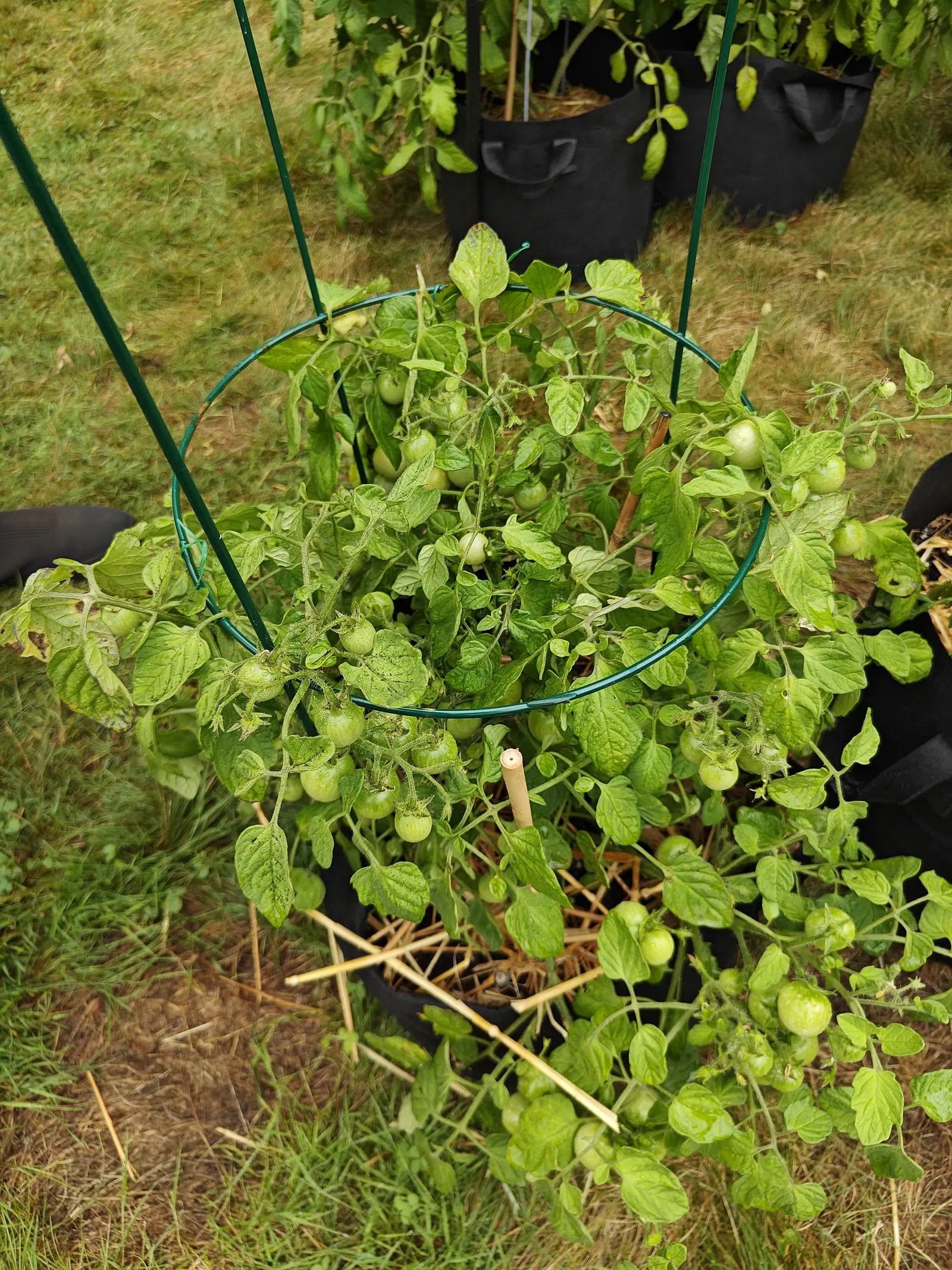 Cherry Falls tomatoes on 7 July, low but loaded — dozens of round green fruit hanging in loose clusters right through the canopy and spilling over the sides, the pale yellow-green leaves under them peppered with dark flecks, all rain-beaded.