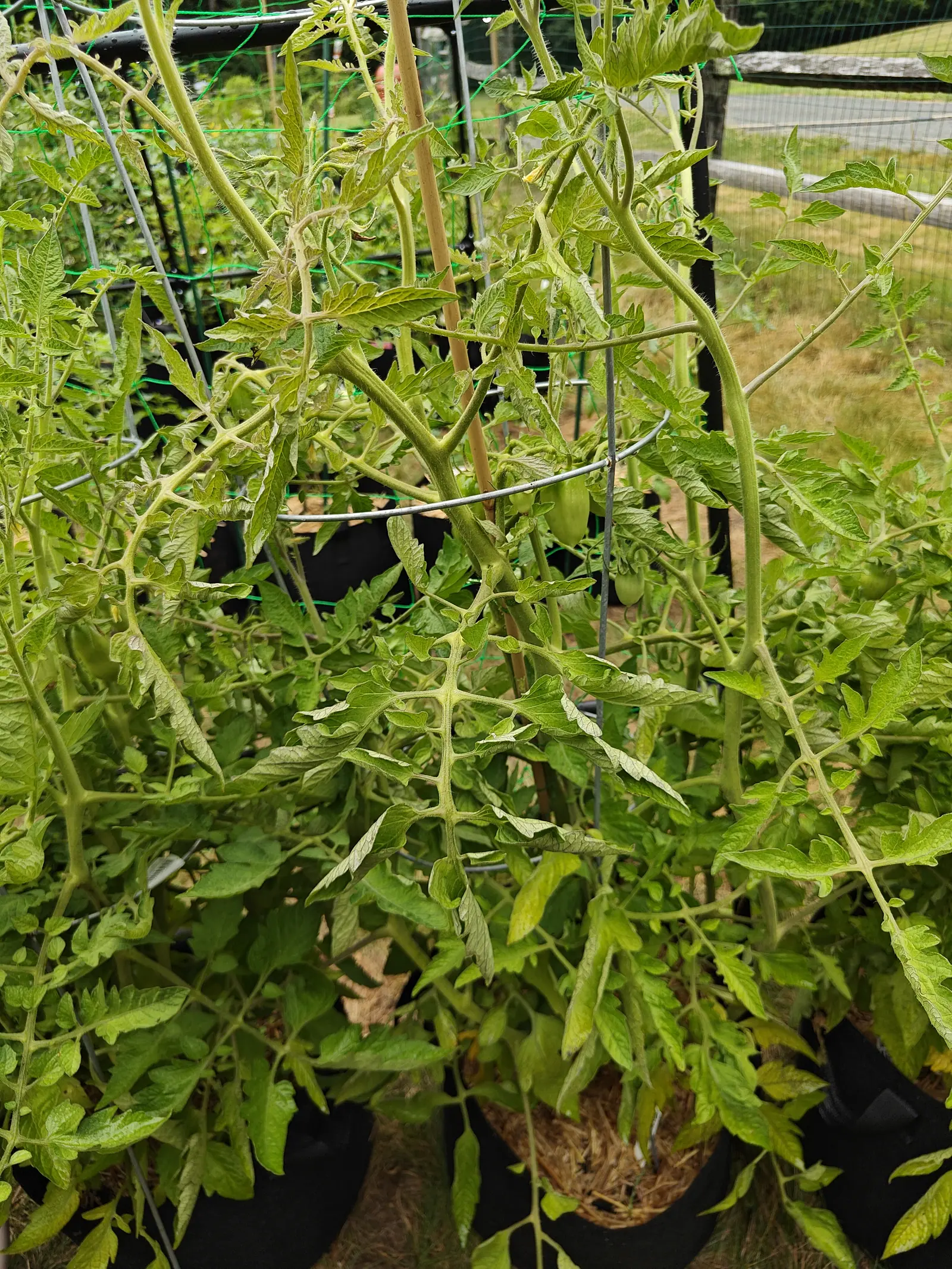 A San Marzano Roma tomato on 7 July gone tall and pale, its stems arching over bare and whippy at the top, half a dozen blocky green ovals hanging at different sizes below, and the leaves deep inside the canopy drying brown in flat light.