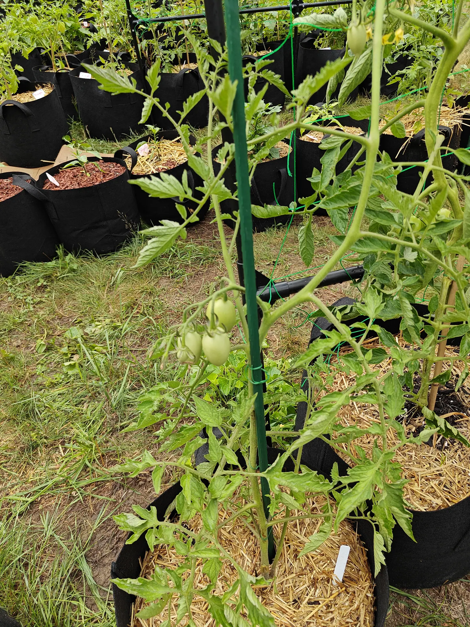 A Granadero tomato on 7 July, one truss swung out to the left carrying five fruit, all still pale green and plainly oval rather than round, their narrow sepals curling back off each shoulder, with a single yellow flower open above in flat overcast light.