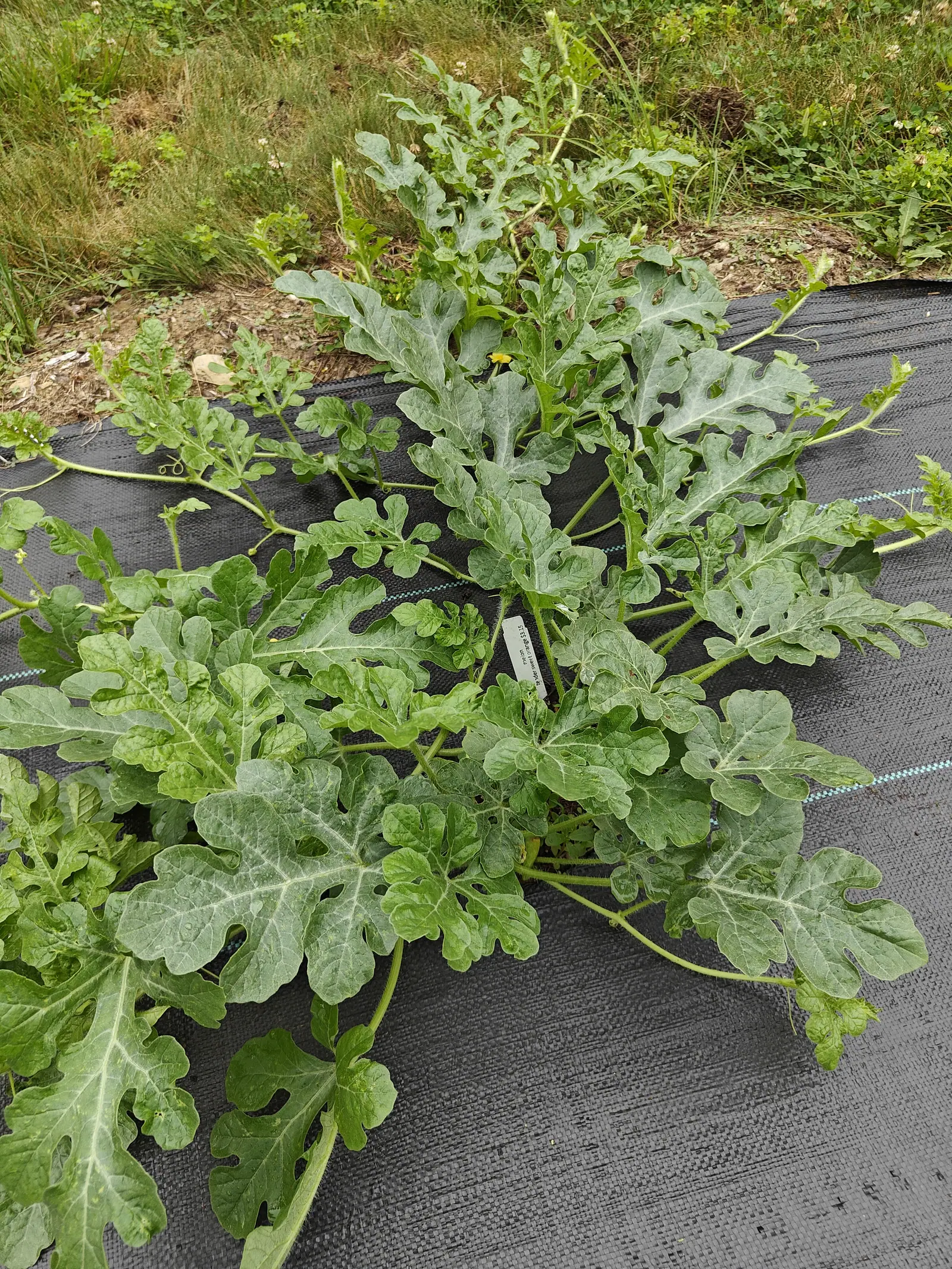 A Tender Sweet Orange watermelon on 7 July, its thick runners stiff with white bristles and two or three small yellow flowers low among the leaves — one pale swollen thing half hidden behind a blade at the center, too tucked away to call fruit or spent bud.