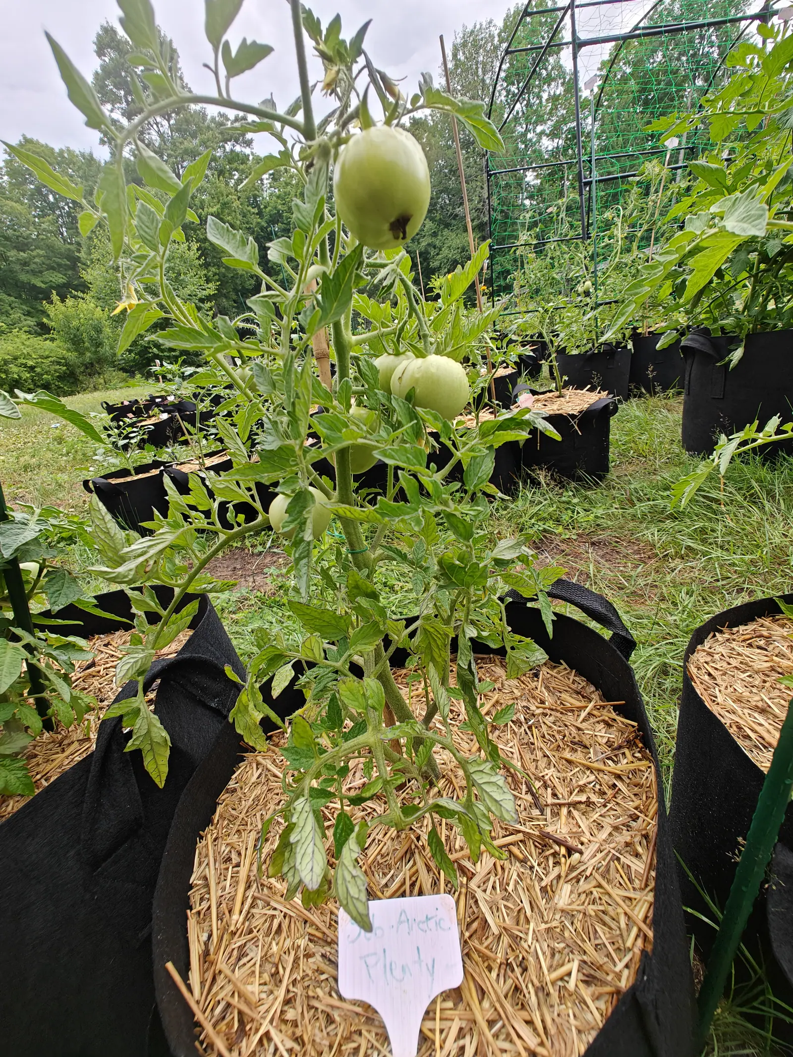 A Sub Arctic Plenty tomato on 7 July, unusually pale for unripe — creamy yellow-green and waxy almost to white — the largest riding high on the stem with a dry brown corky blotch low on one side, under flat light and a white overcast sky.