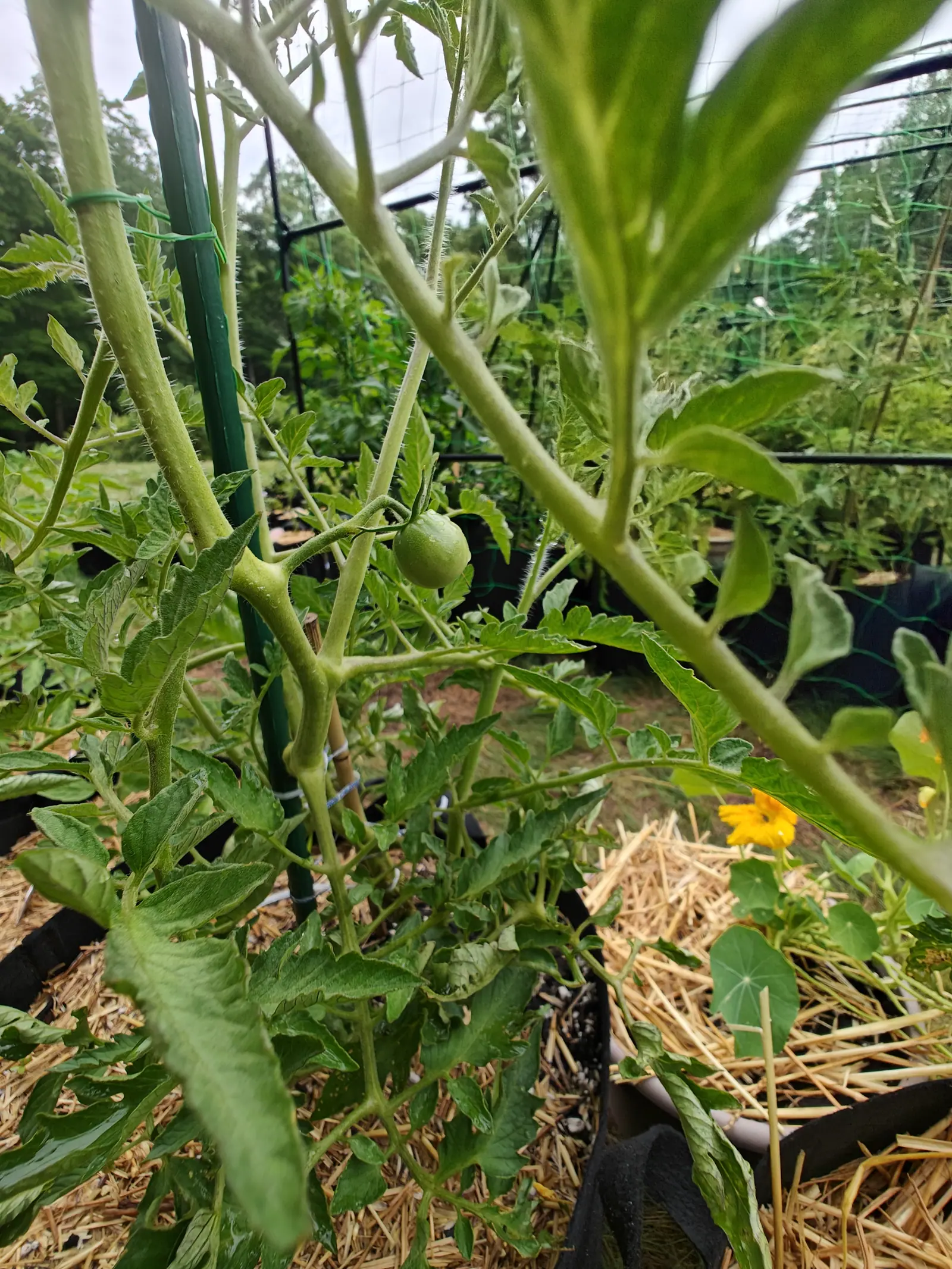 A Manitoba tomato on 7 July, shot from inside the plant so its shaggy white-haired stems cross the frame — one fruit at the center, round and dimpled at the stem end with water beaded along its shoulder, a nasturtium in orange flower alongside.