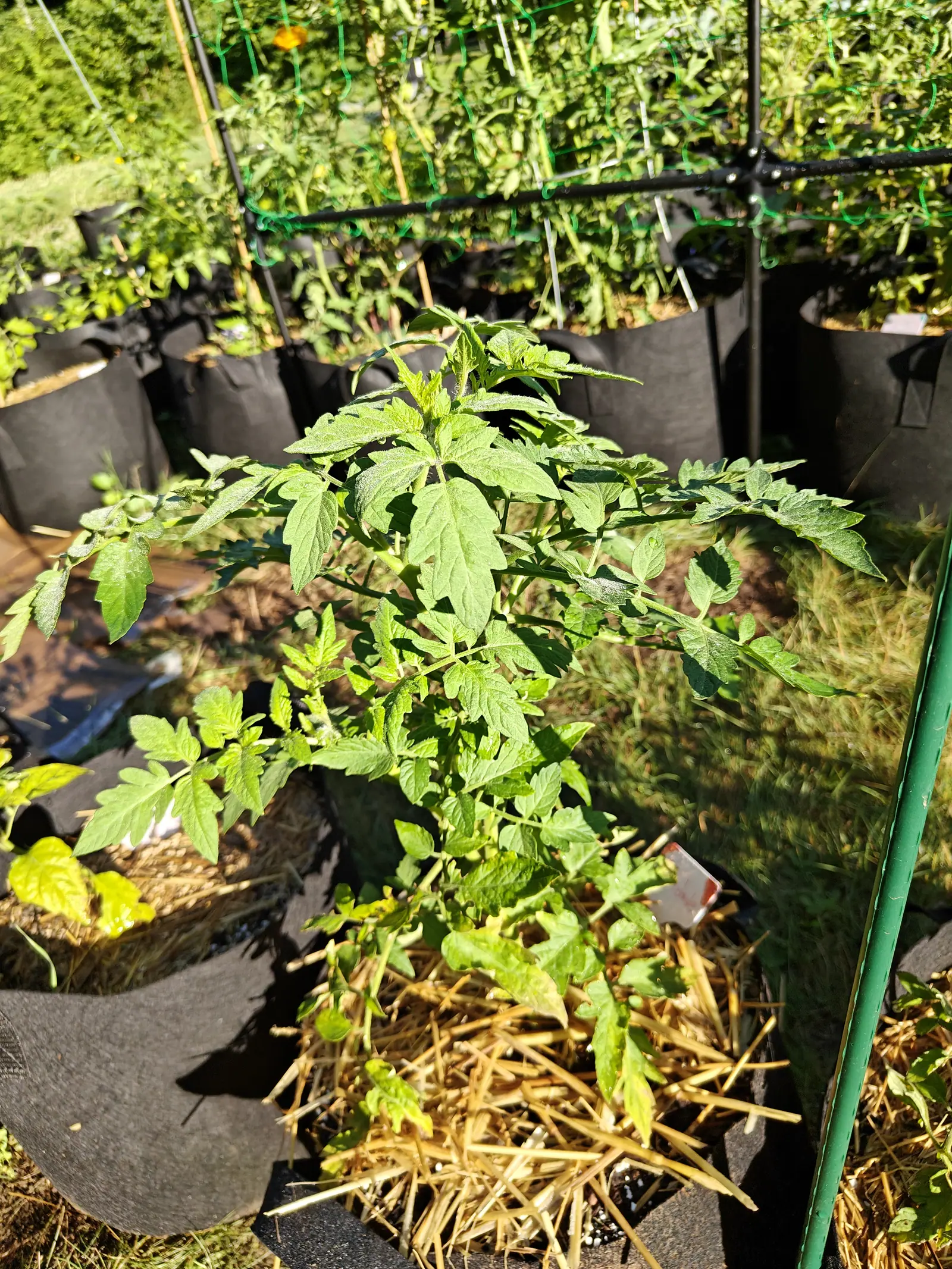 A young Floradade tomato on 8 July, spreading level instead of climbing and furred all over with fine white hairs that catch a hard side sun — small rounded leaflets tucked in between the big ones along every rachis, the lowest leaves just going yellow.