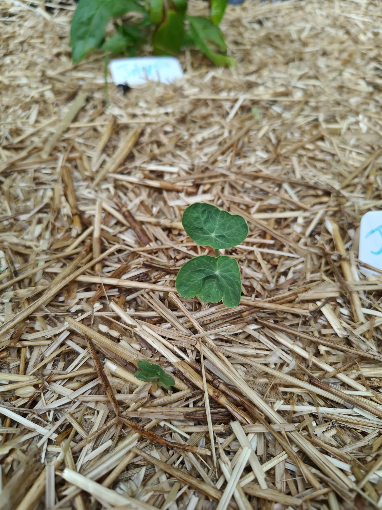 An Alaska Mix nasturtium on 8 July, down to its first two leaves — each a blue-green shield joined to its stalk dead at the center, pale veins running out like spokes to a wavy edge — with a second, smaller seedling half lost beside it in flat overcast light.