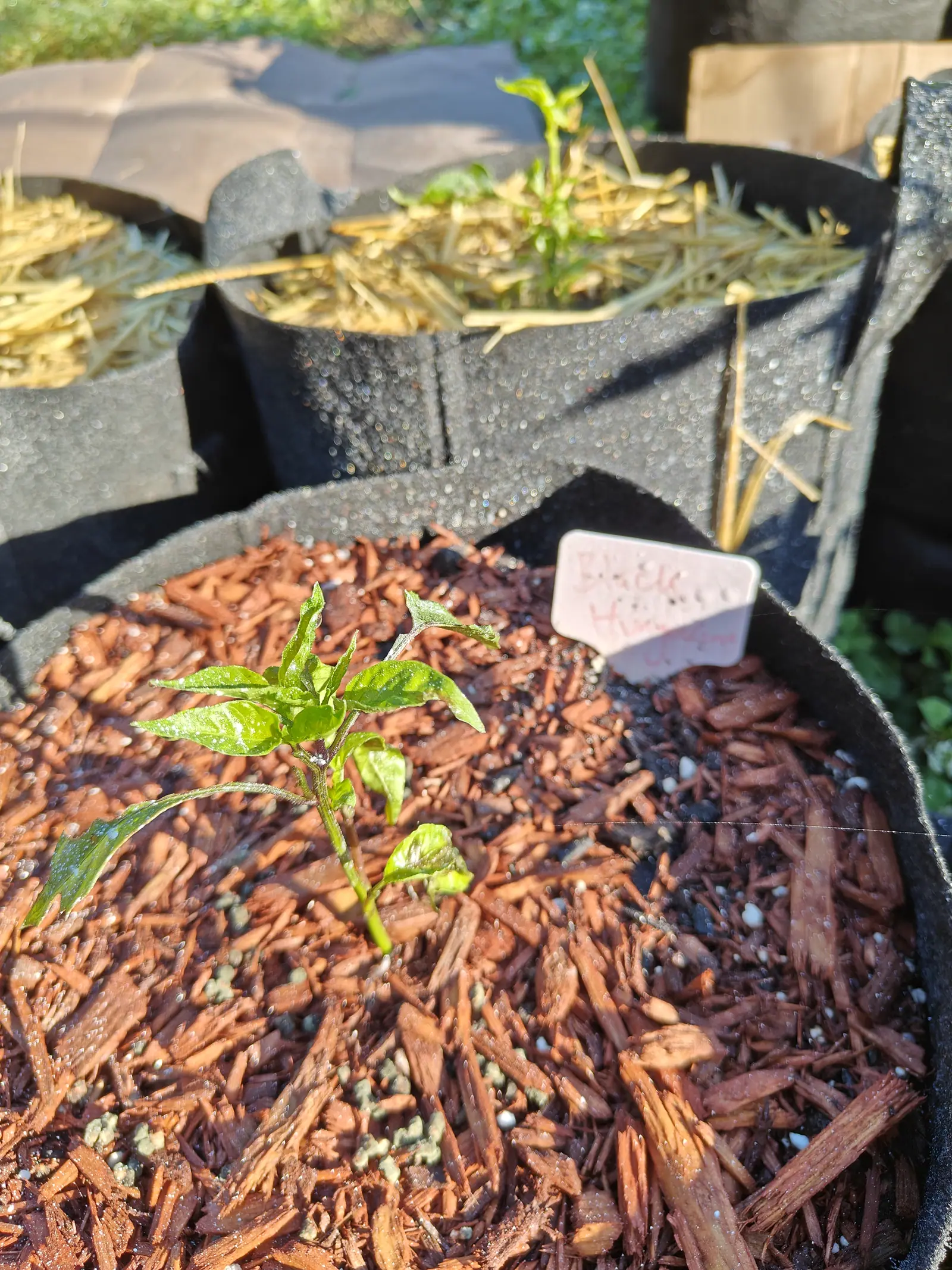 A seedling of ten narrow glossy leaves on 9 July, dark purple-maroon flushing the stem exactly where it forks and no bud on it yet to say more — low sun raking straight across it and dew standing on every surface that will hold any.